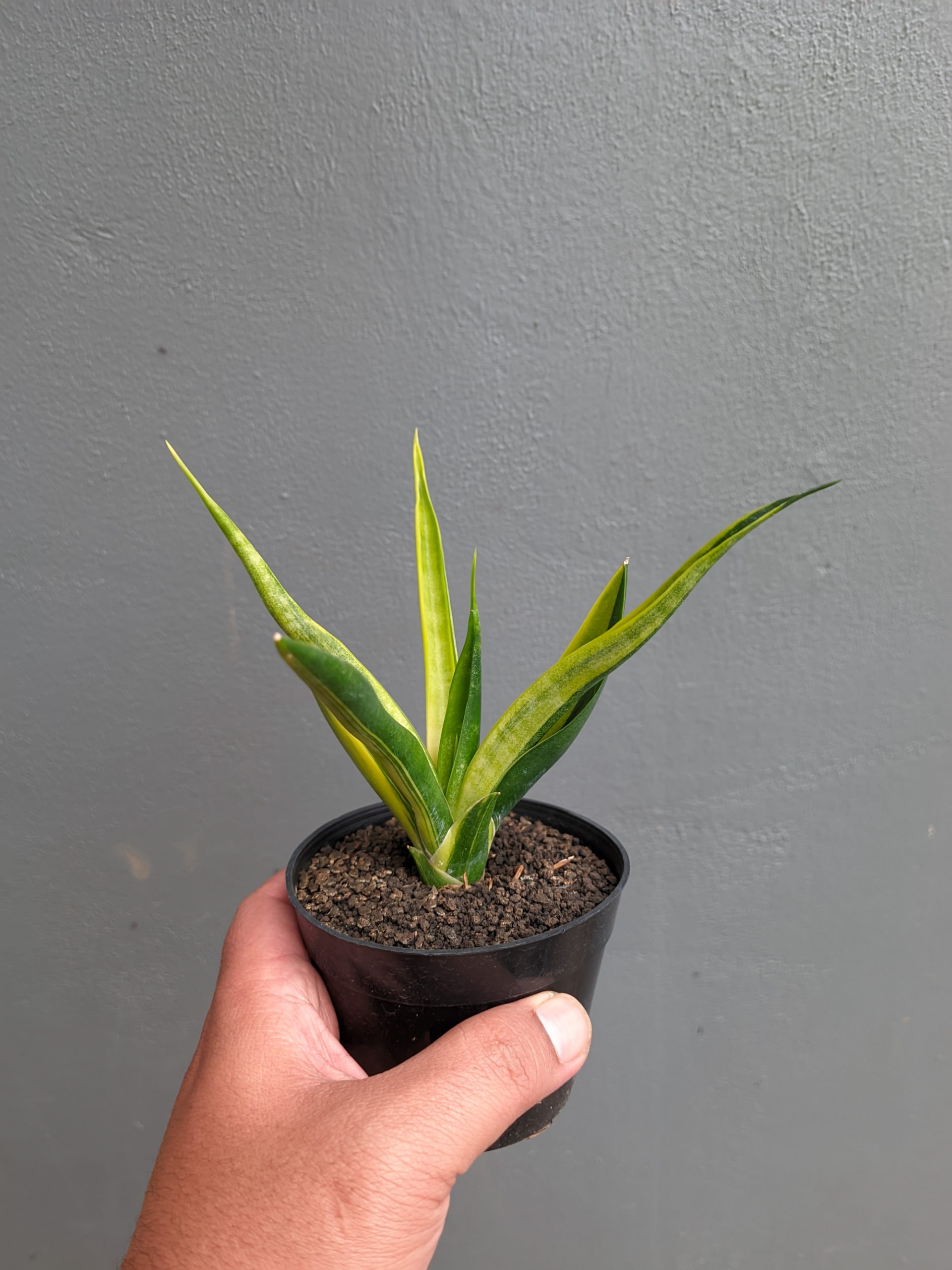 1349. Sansevieria Black Makayla Variegated - Image 10