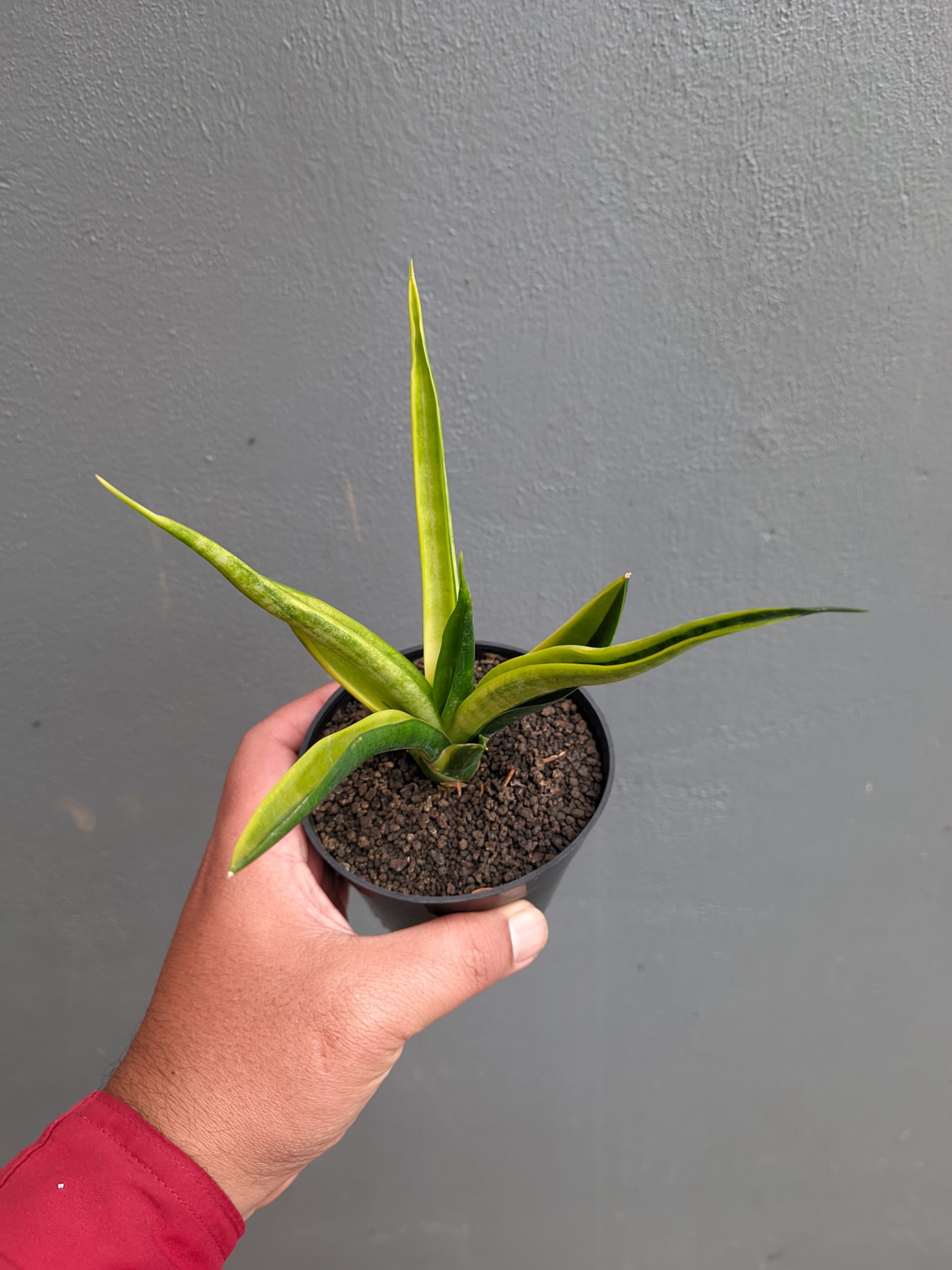 1349. Sansevieria Black Makayla Variegated - Image 12