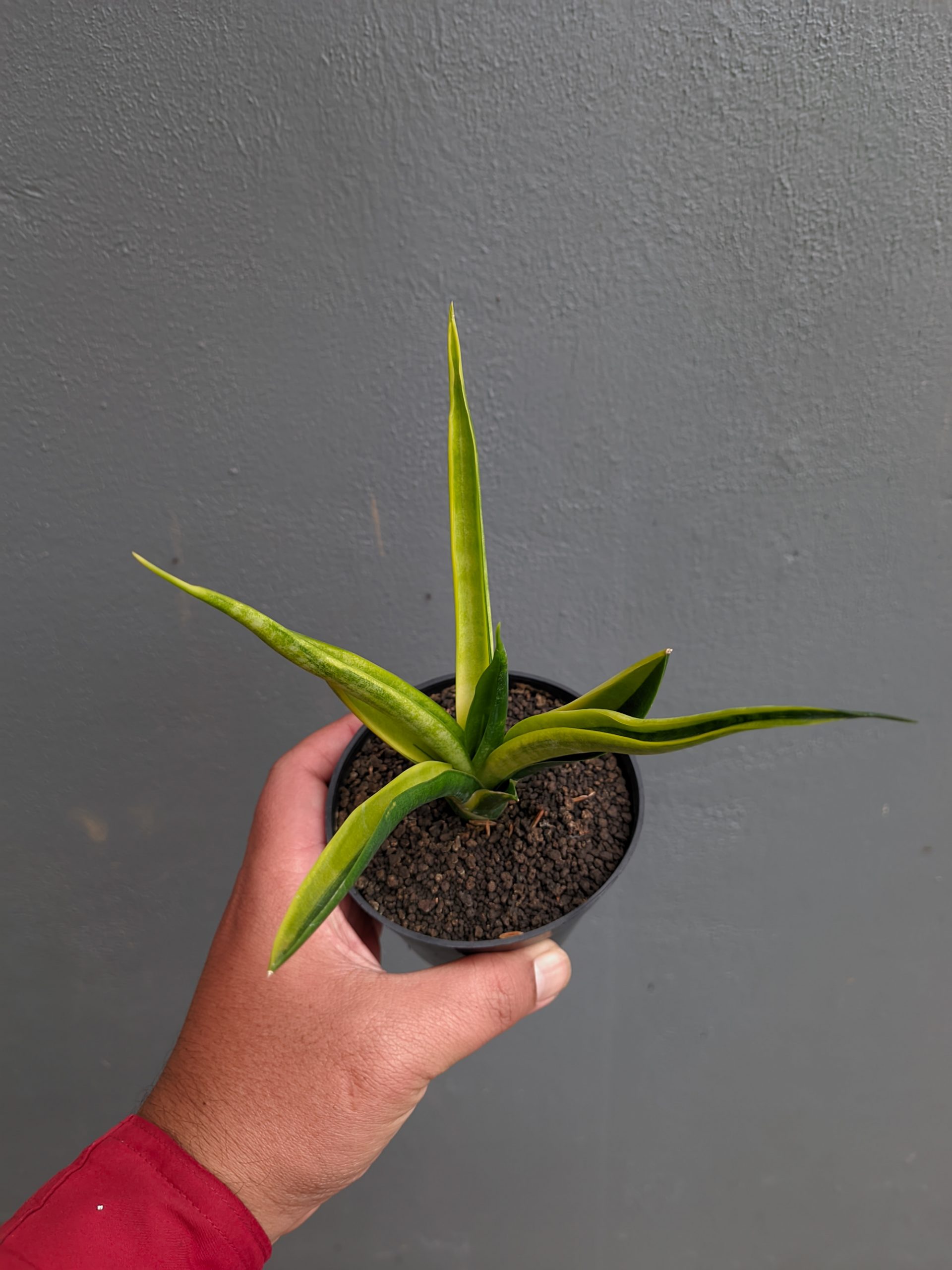 1349. Sansevieria Black Makayla Variegated - Image 14