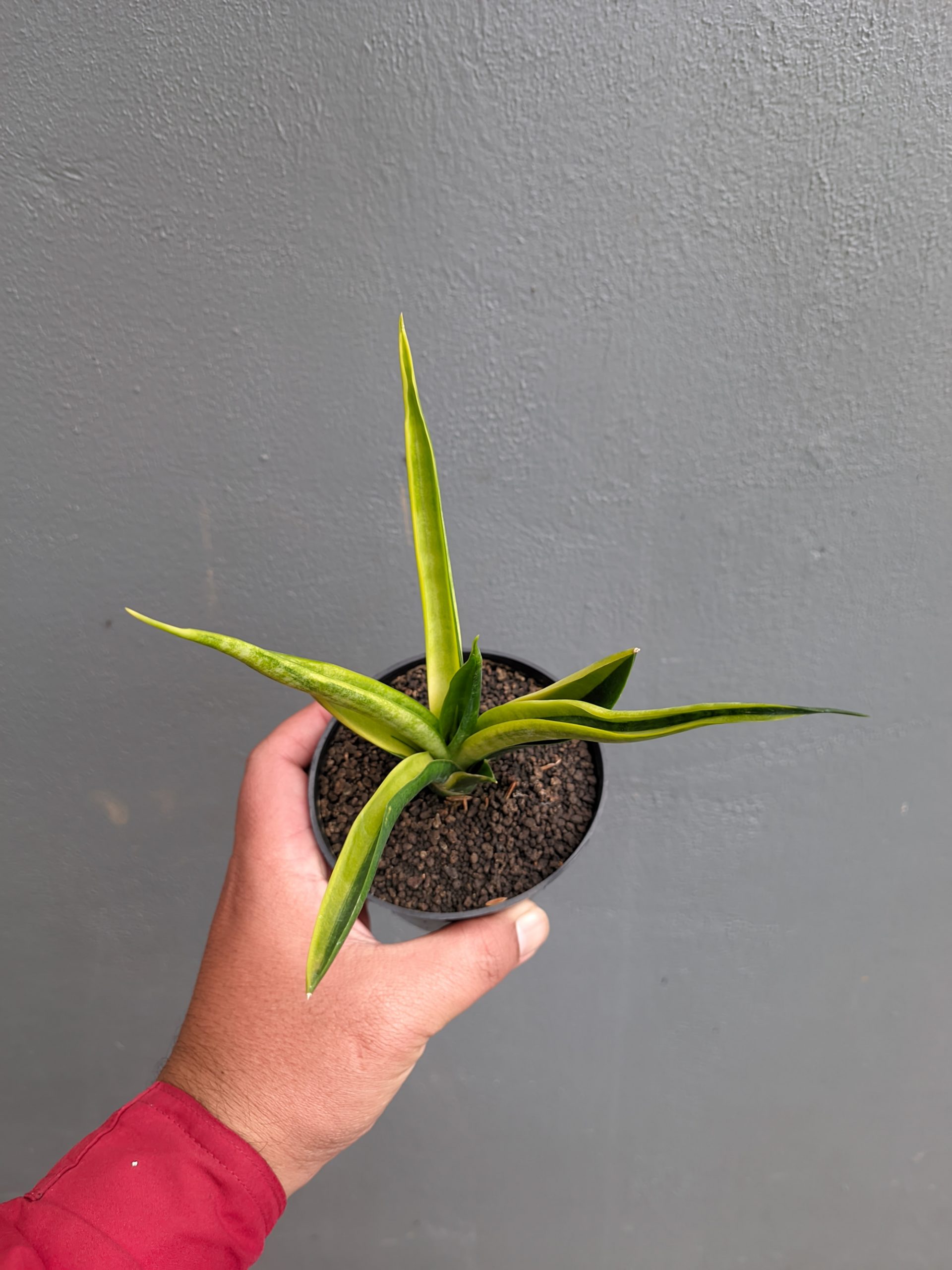 1349. Sansevieria Black Makayla Variegated - Image 15