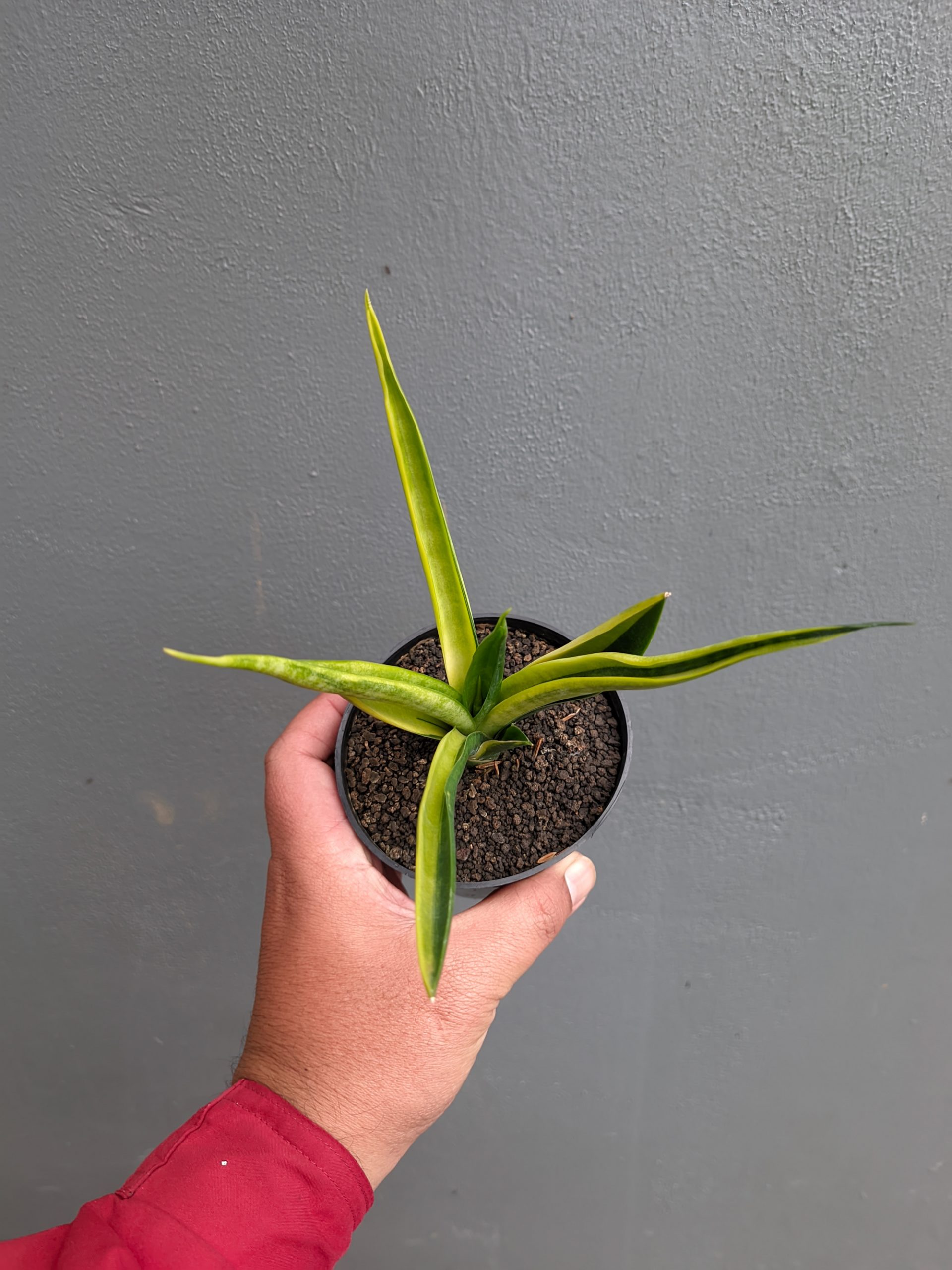 1349. Sansevieria Black Makayla Variegated - Image 16