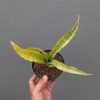 1350. Sansevieria Nalika Variegated