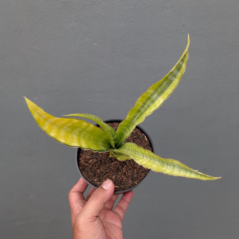 1350. Sansevieria Nalika Variegated