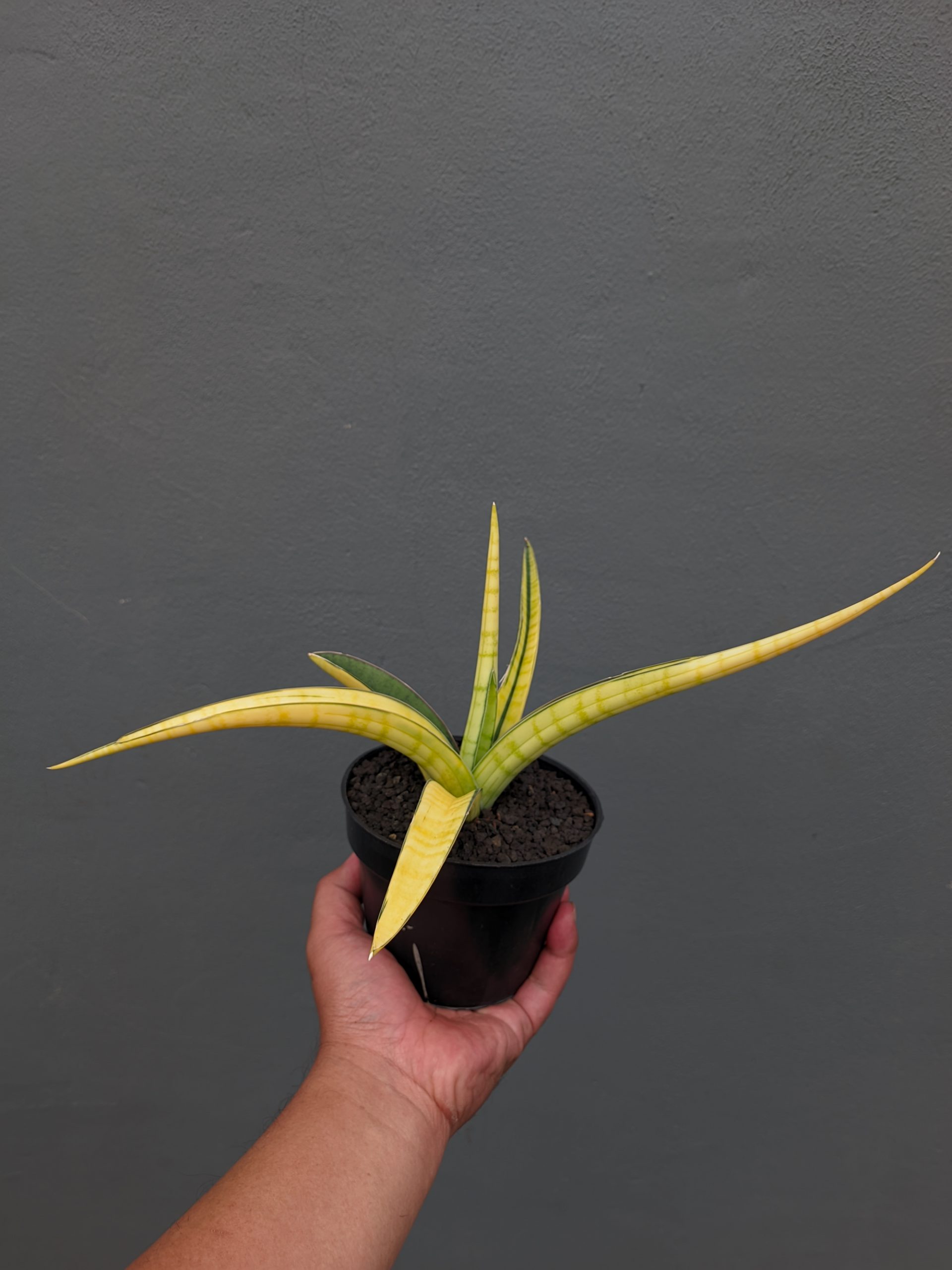 1351. Sansevieria Bandipur Variegated - Image 3