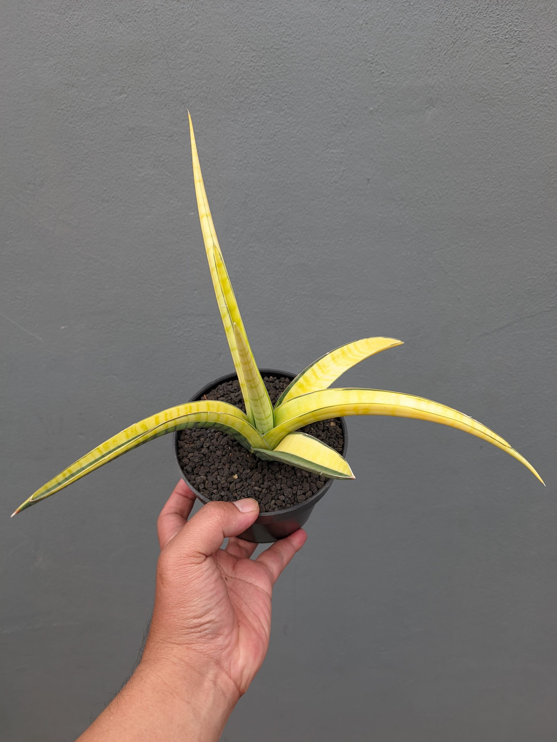 1351. Sansevieria Bandipur Variegated - Image 12