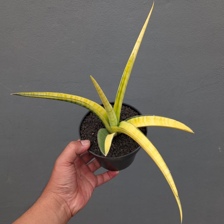1351. Sansevieria Bandipur Variegated