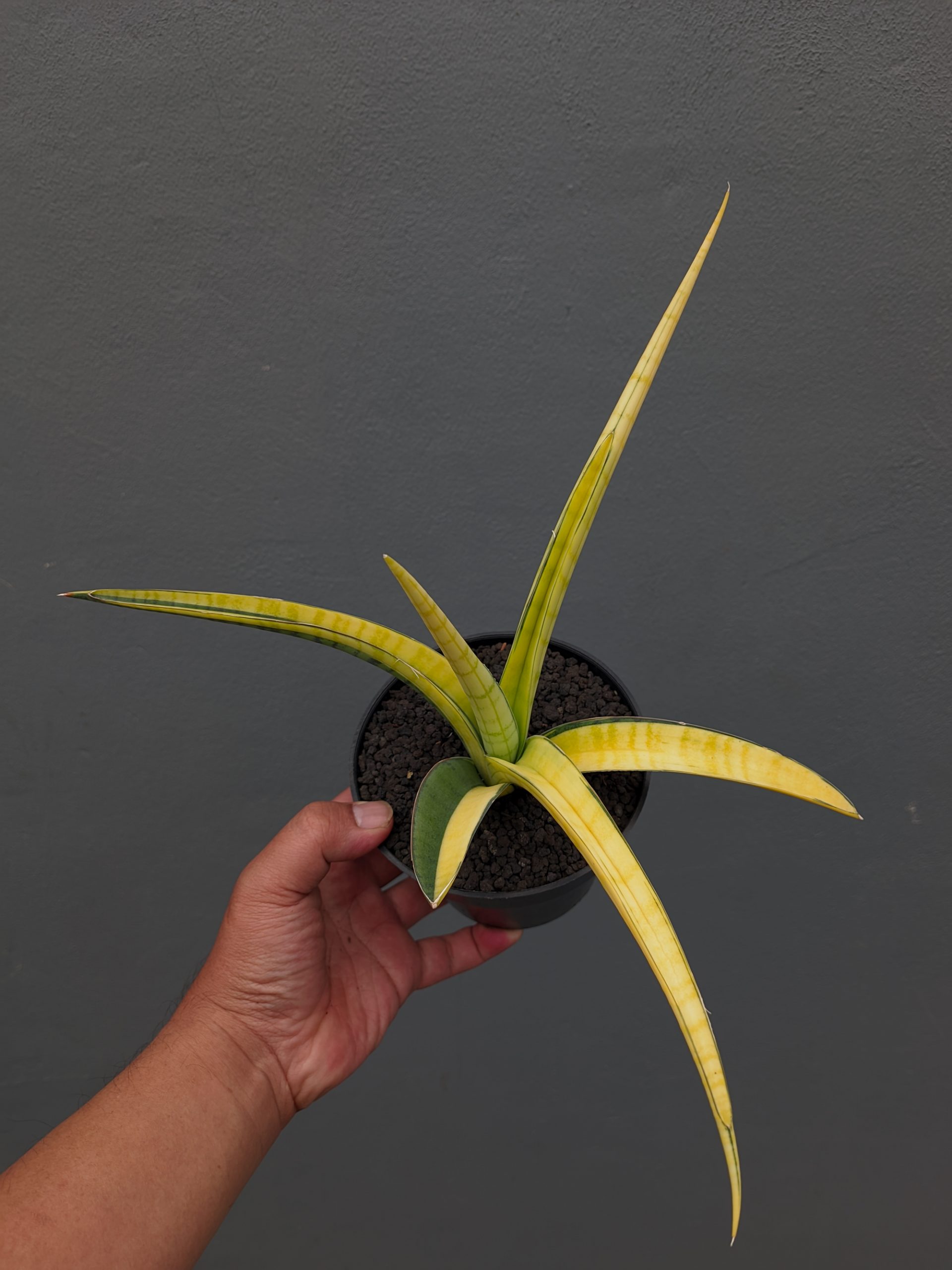 1351. Sansevieria Bandipur Variegated - Image 14