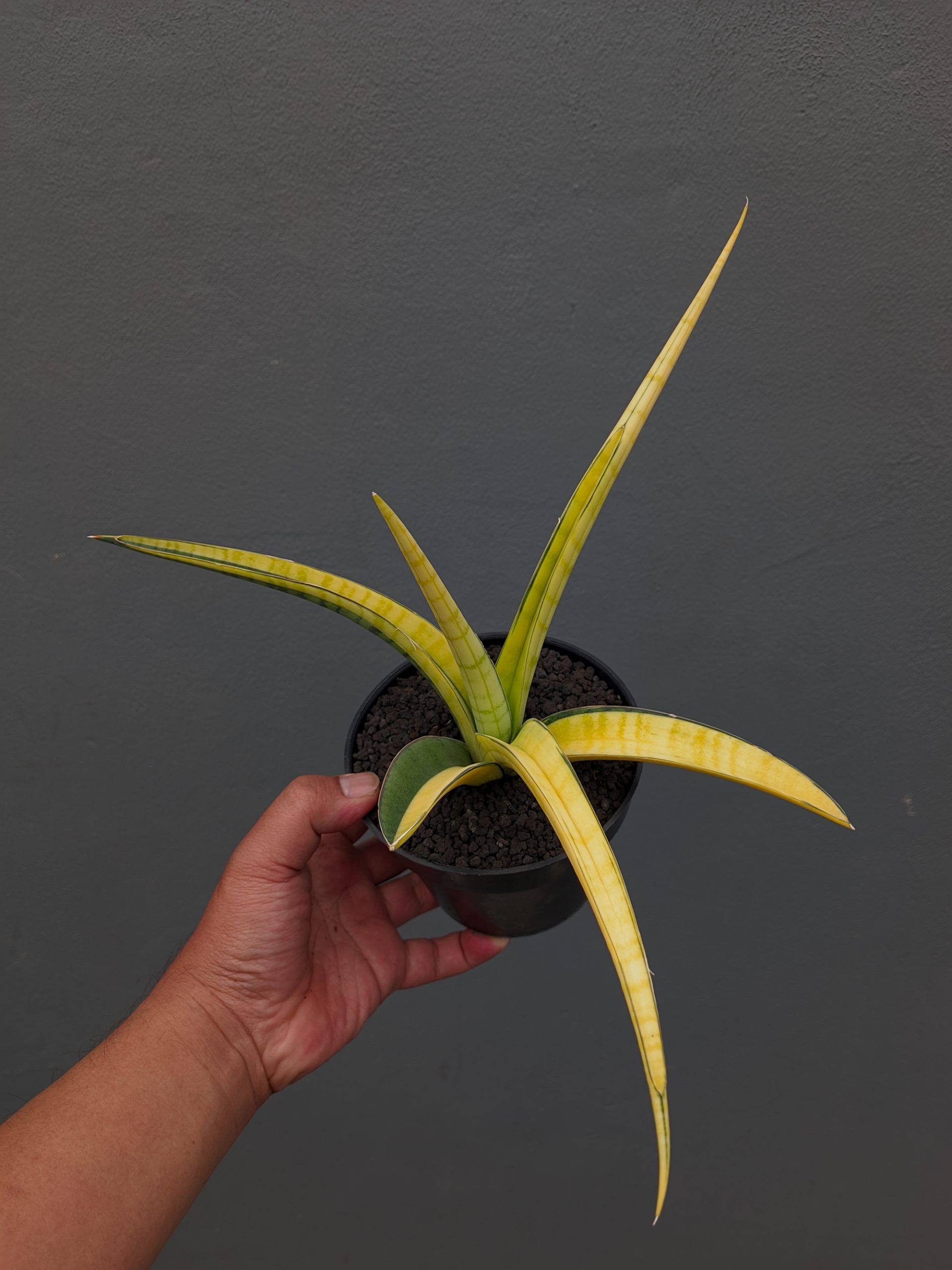 1351. Sansevieria Bandipur Variegated - Image 15