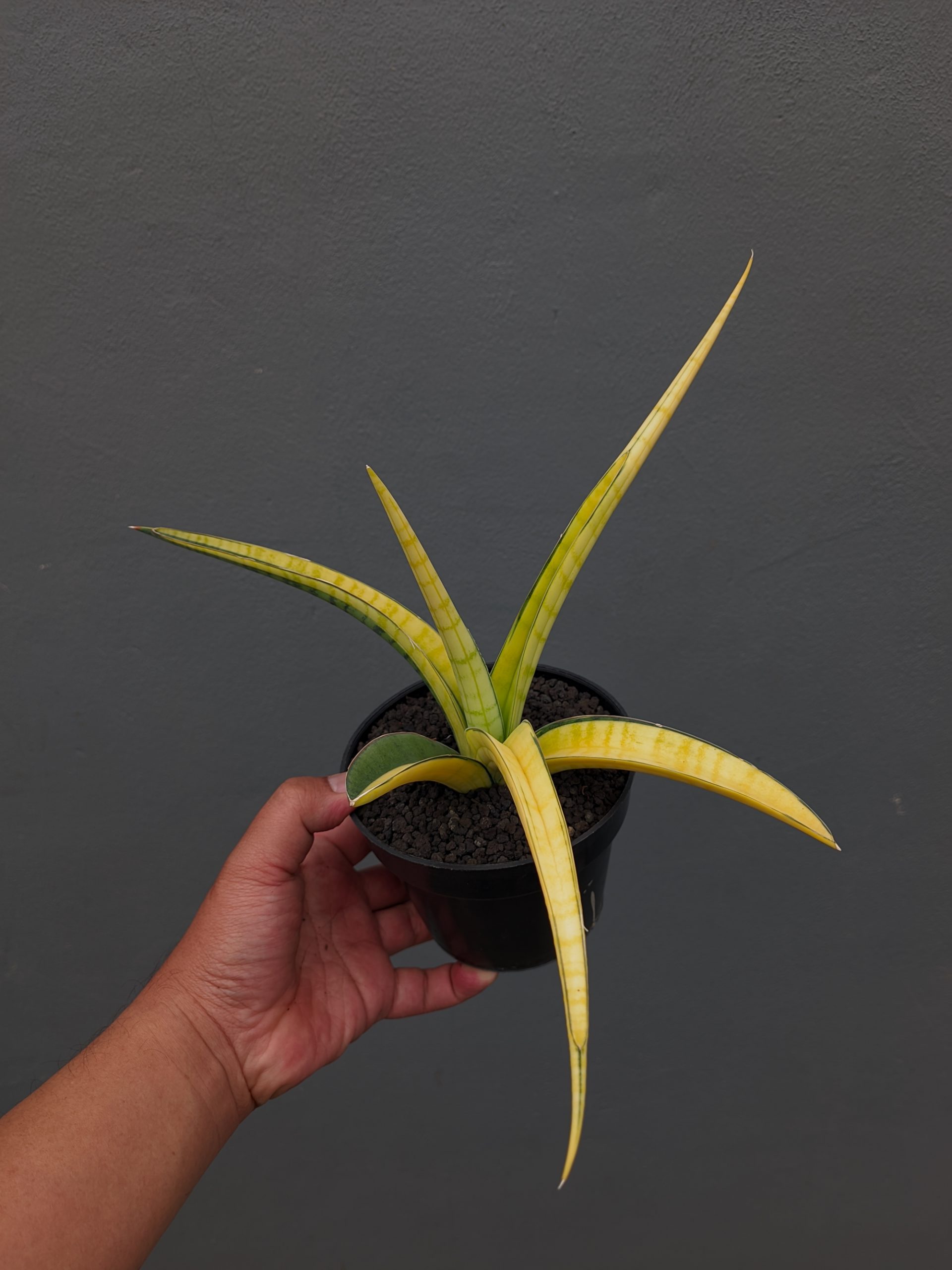 1351. Sansevieria Bandipur Variegated - Image 16