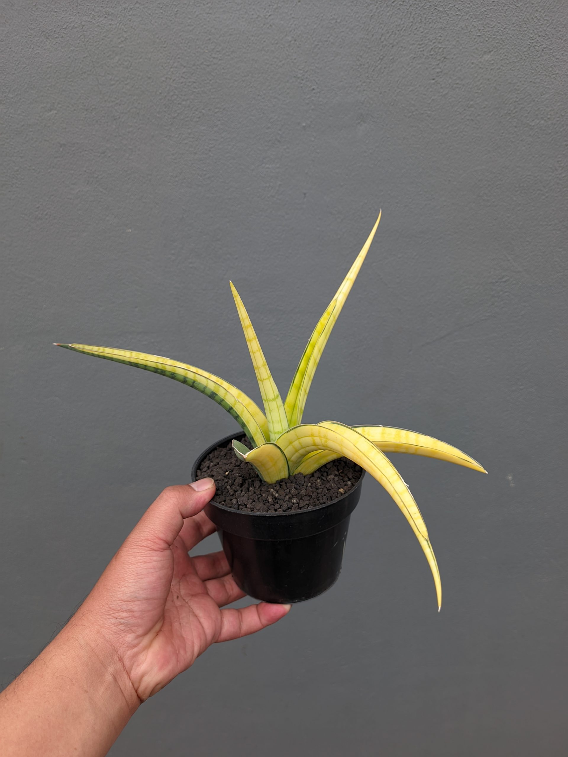 1351. Sansevieria Bandipur Variegated - Image 17