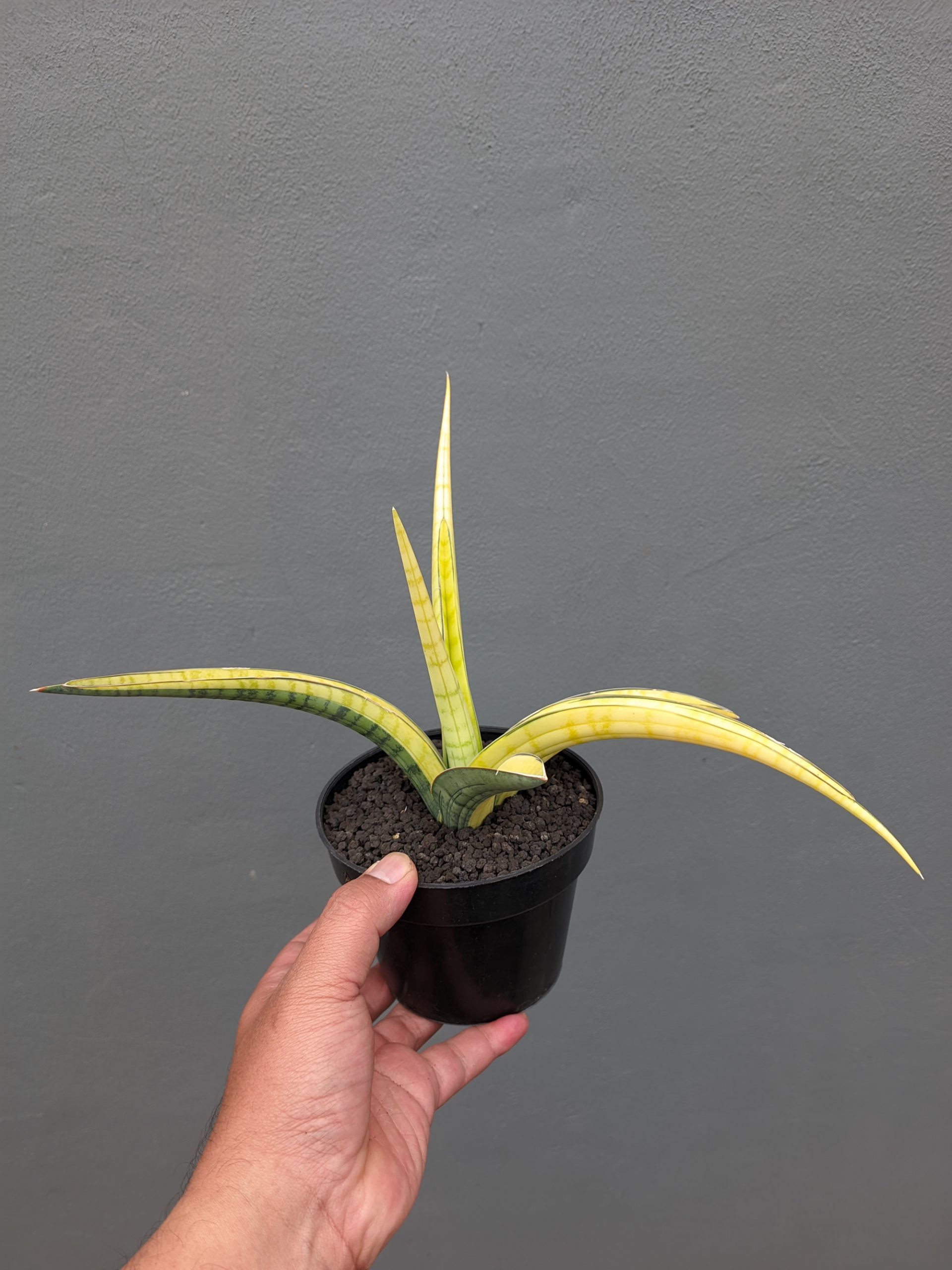 1351. Sansevieria Bandipur Variegated - Image 2