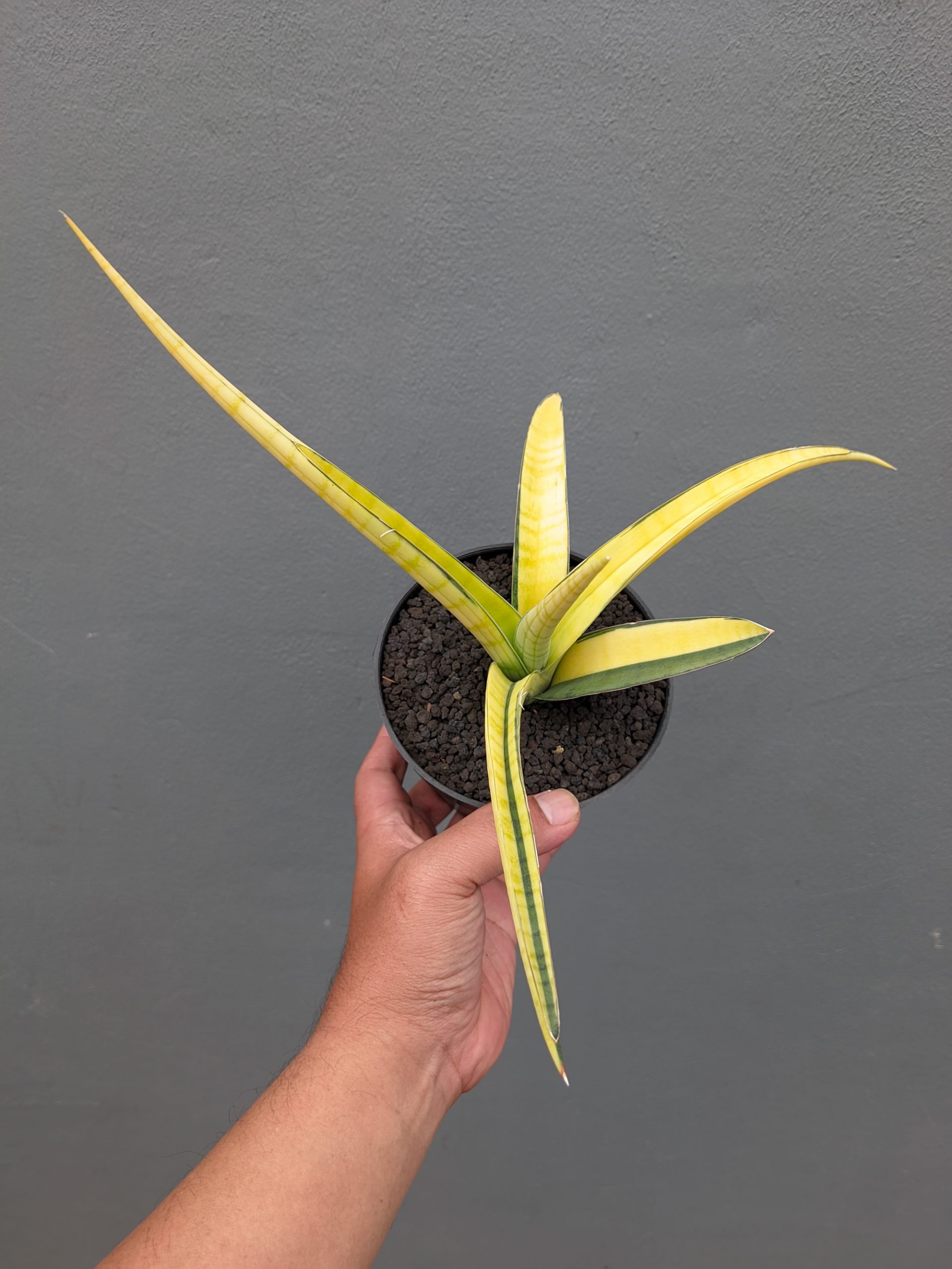 1351. Sansevieria Bandipur Variegated - Image 18