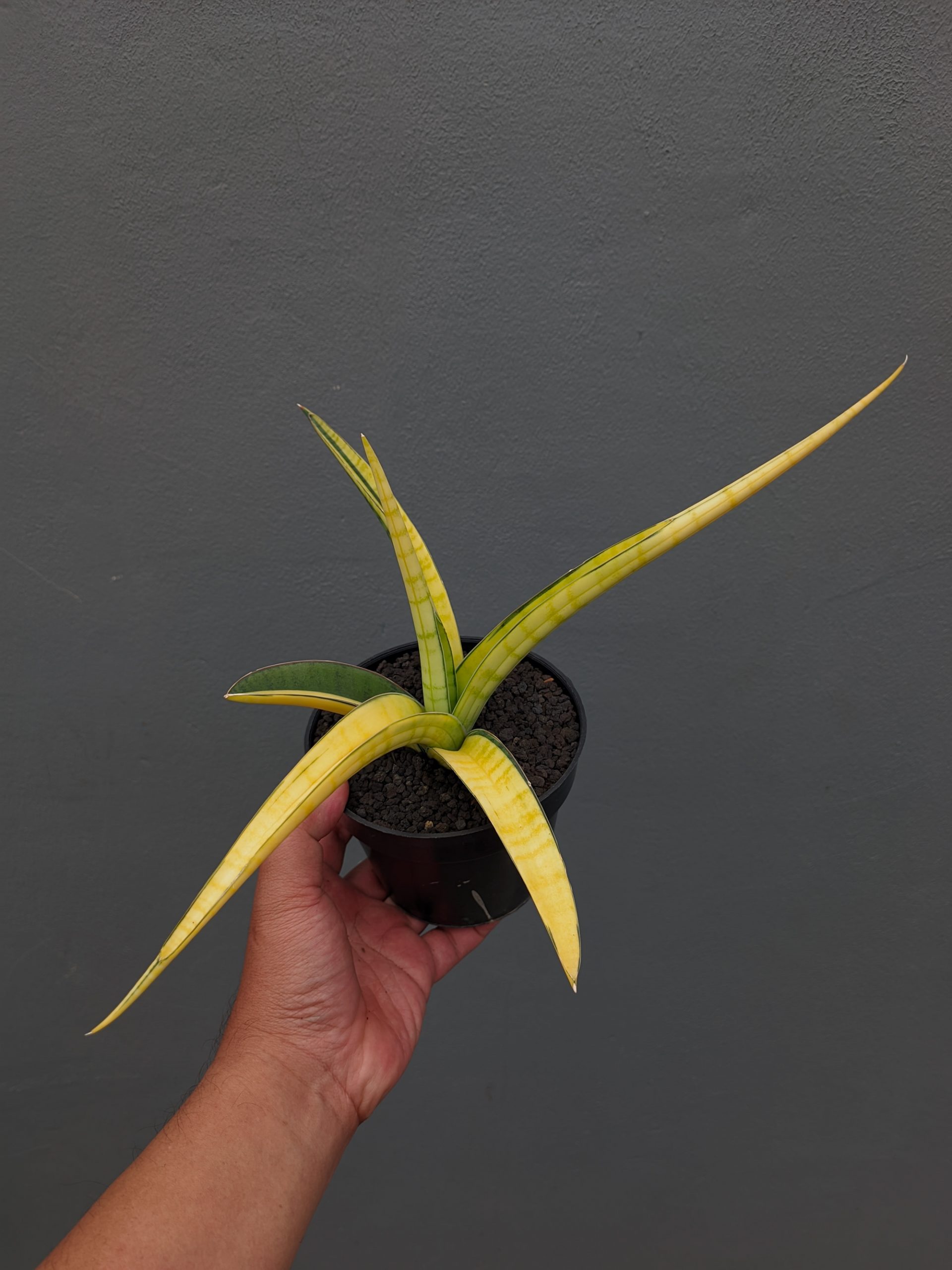 1351. Sansevieria Bandipur Variegated - Image 4
