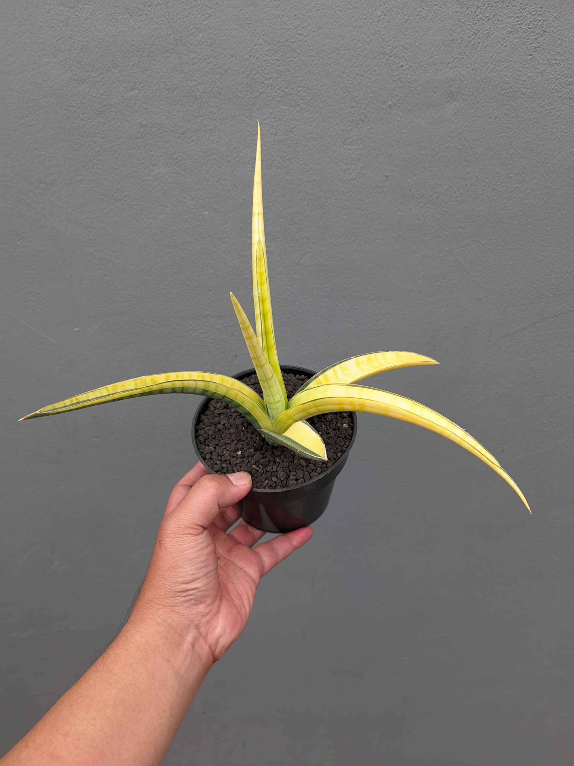 1351. Sansevieria Bandipur Variegated - Image 5