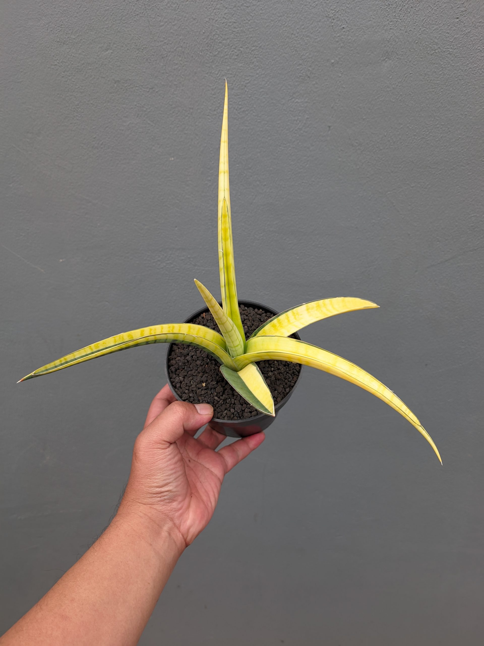 1351. Sansevieria Bandipur Variegated - Image 6