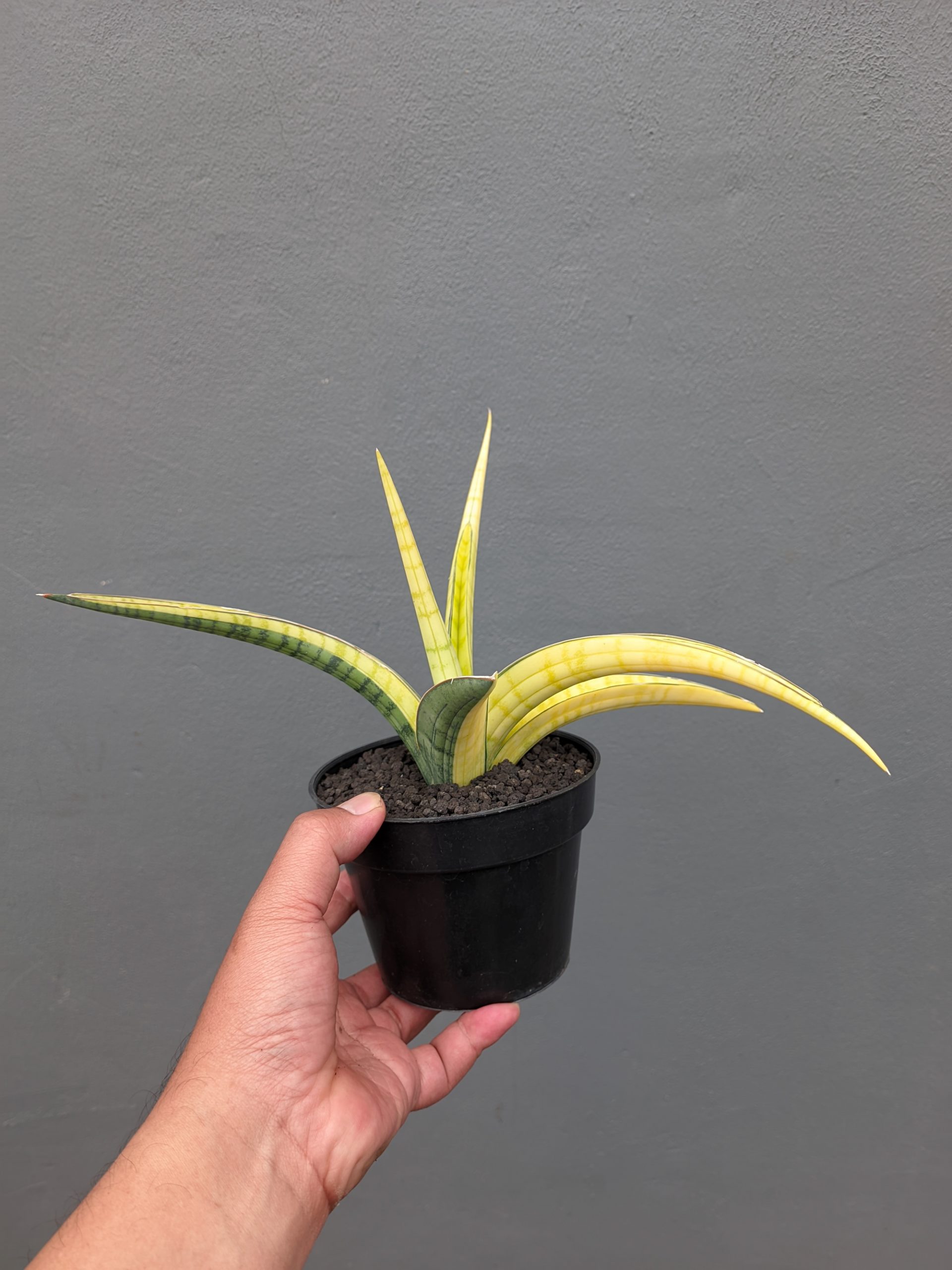 1351. Sansevieria Bandipur Variegated - Image 7