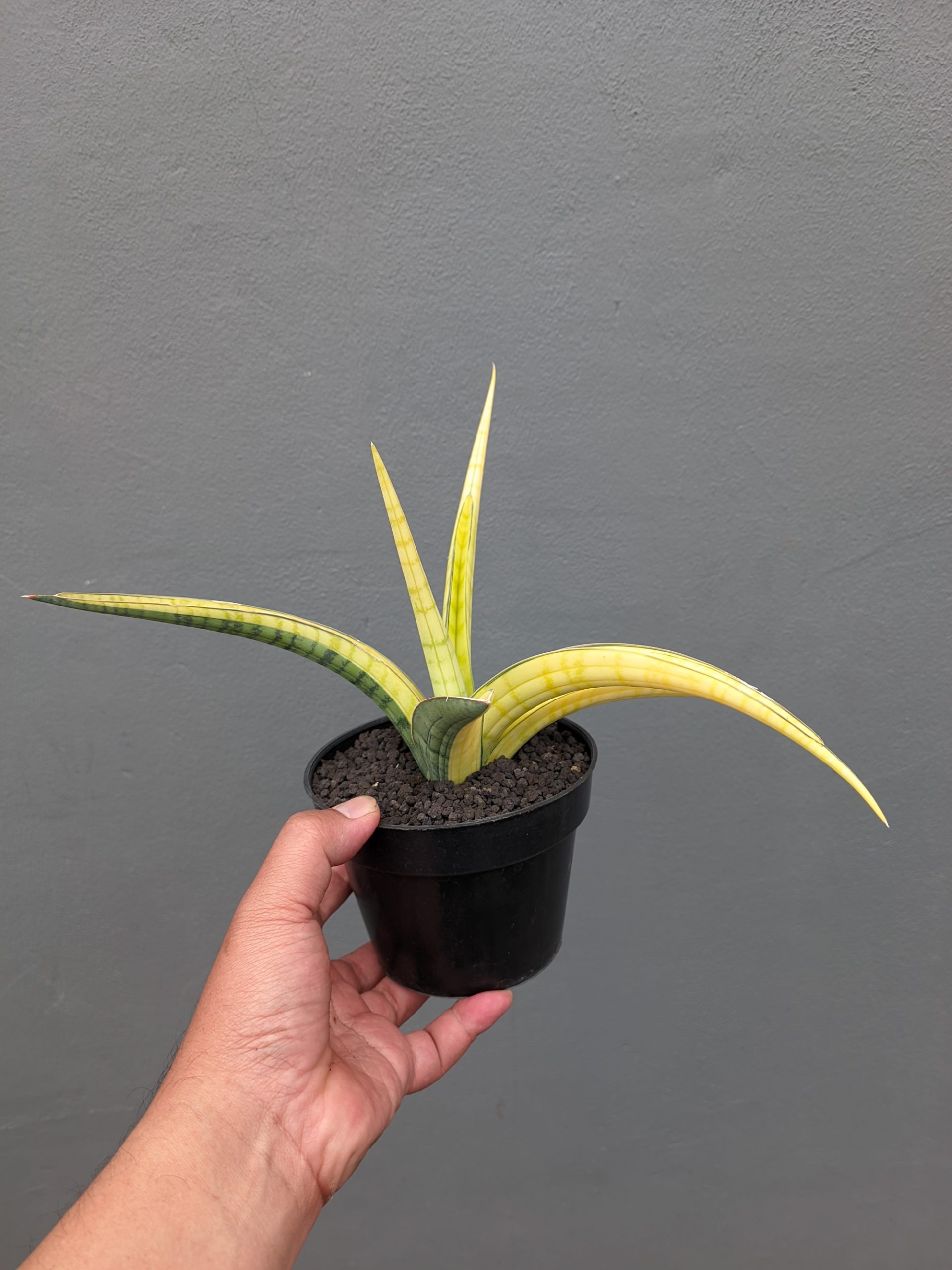 1351. Sansevieria Bandipur Variegated - Image 8