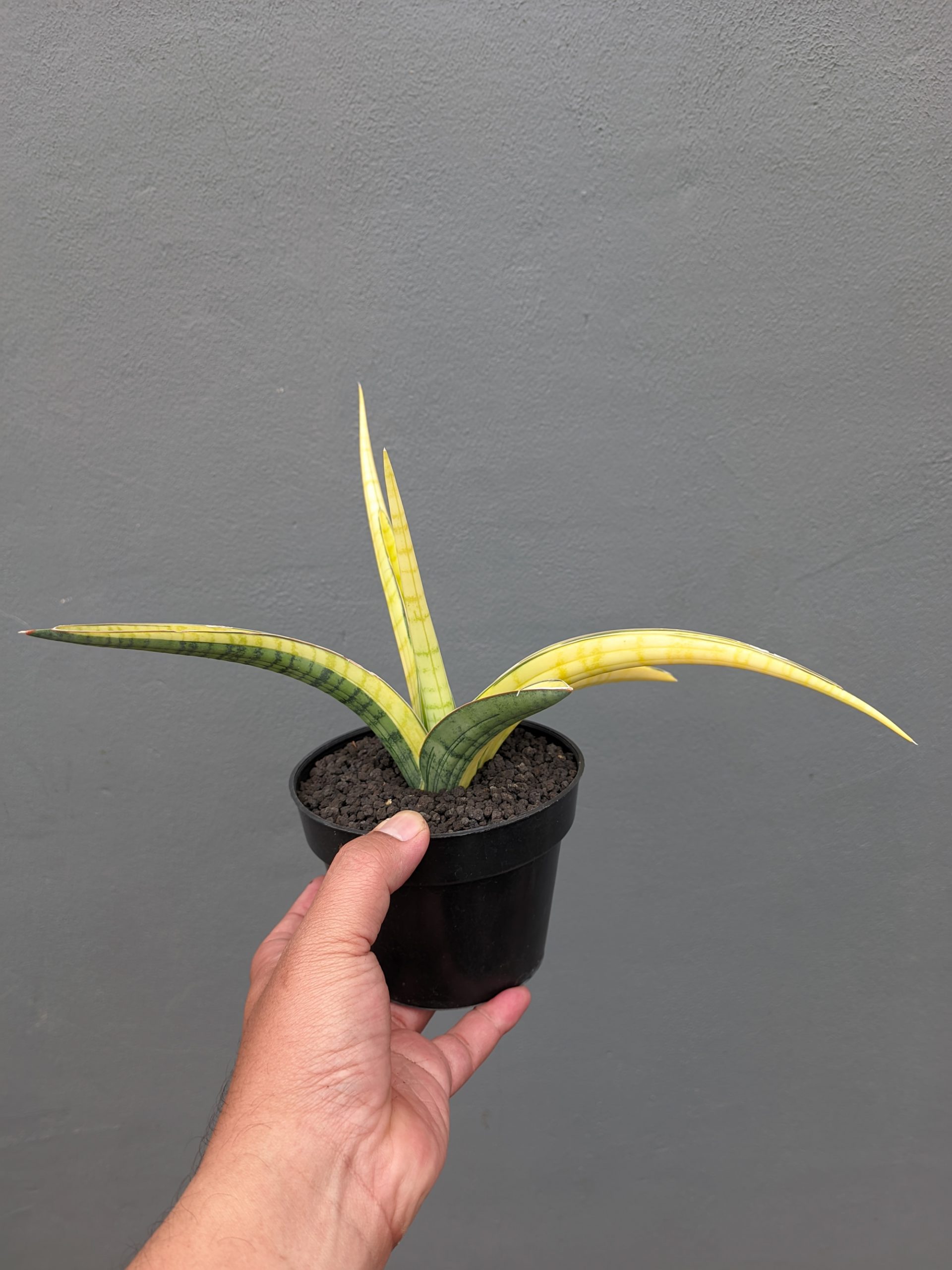 1351. Sansevieria Bandipur Variegated - Image 9