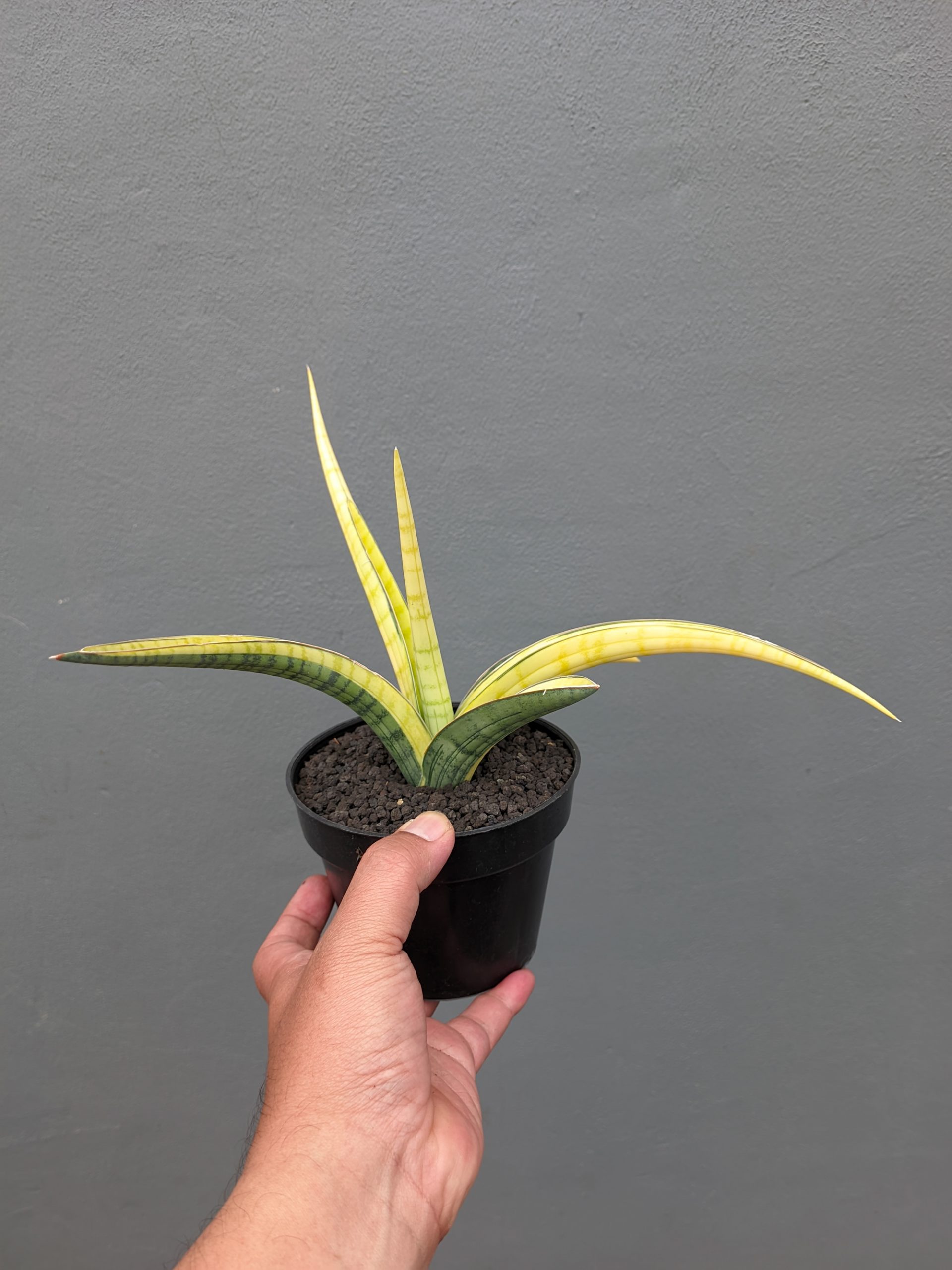 1351. Sansevieria Bandipur Variegated - Image 10