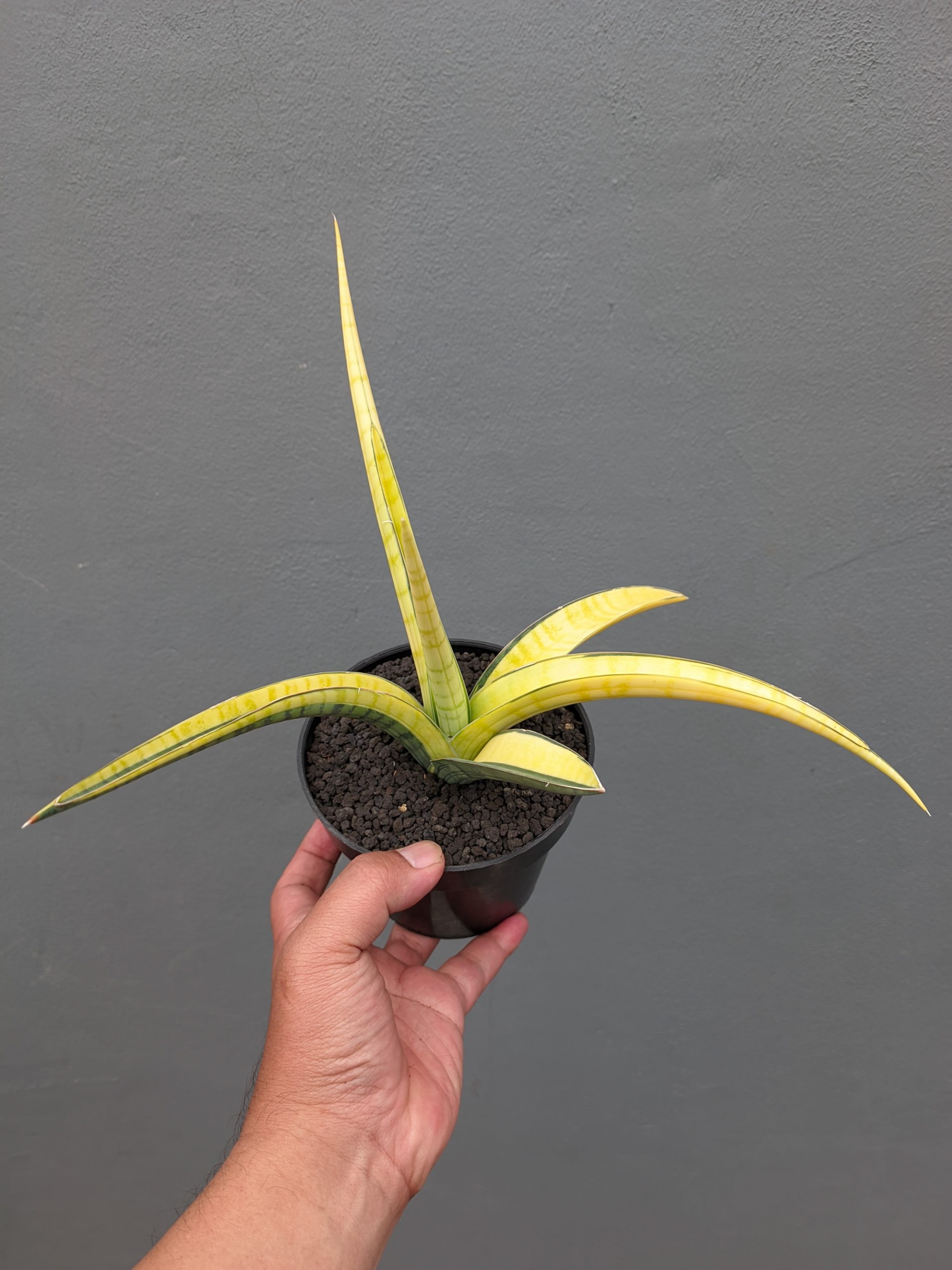 1351. Sansevieria Bandipur Variegated - Image 11
