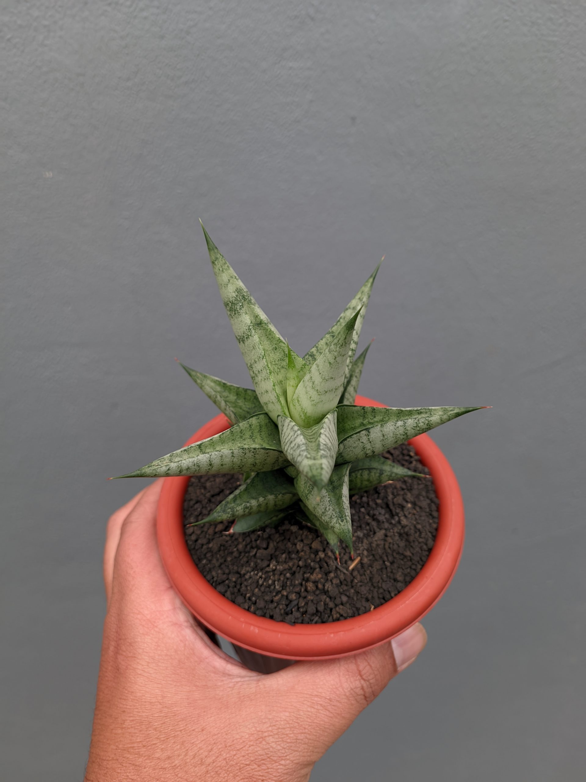 1352. Sansevieria Merlyn Greey - Image 5