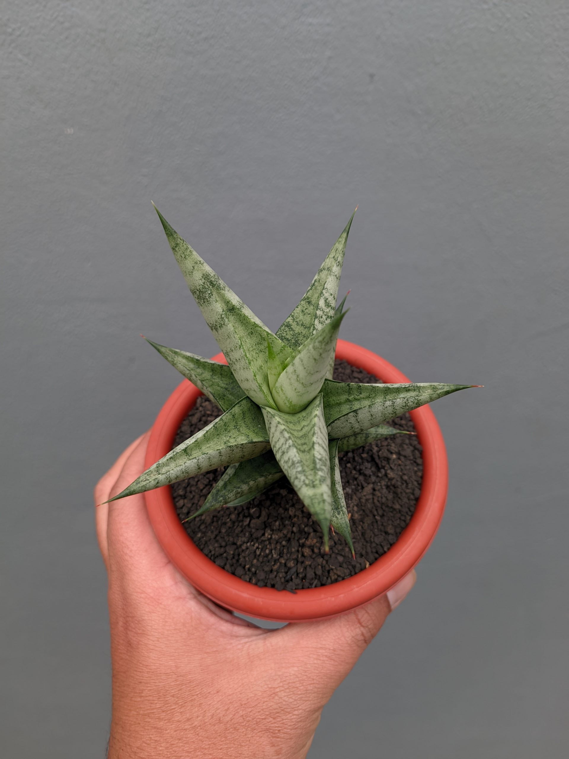 1352. Sansevieria Merlyn Greey - Image 6