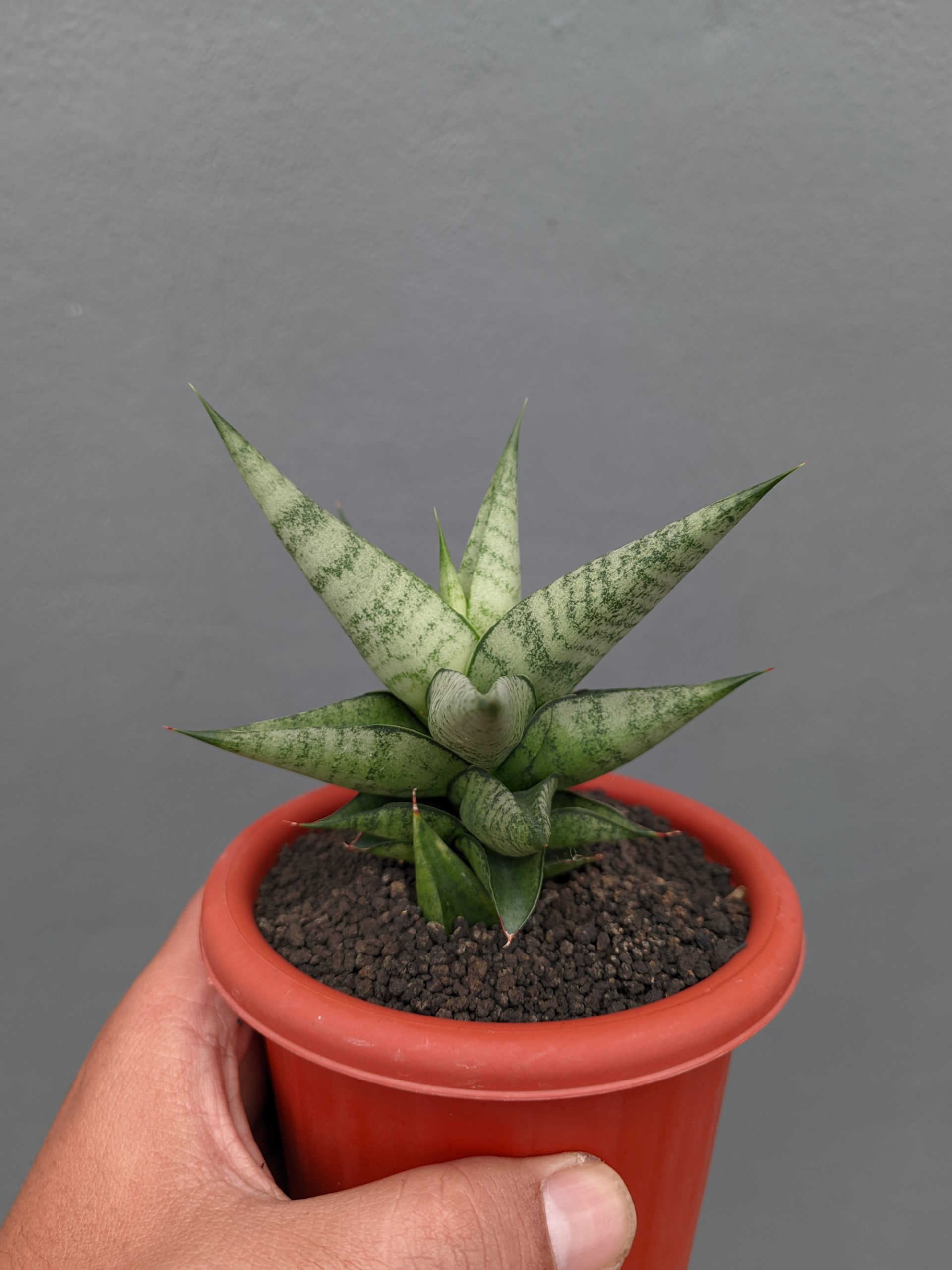 1352. Sansevieria Merlyn Greey - Image 7