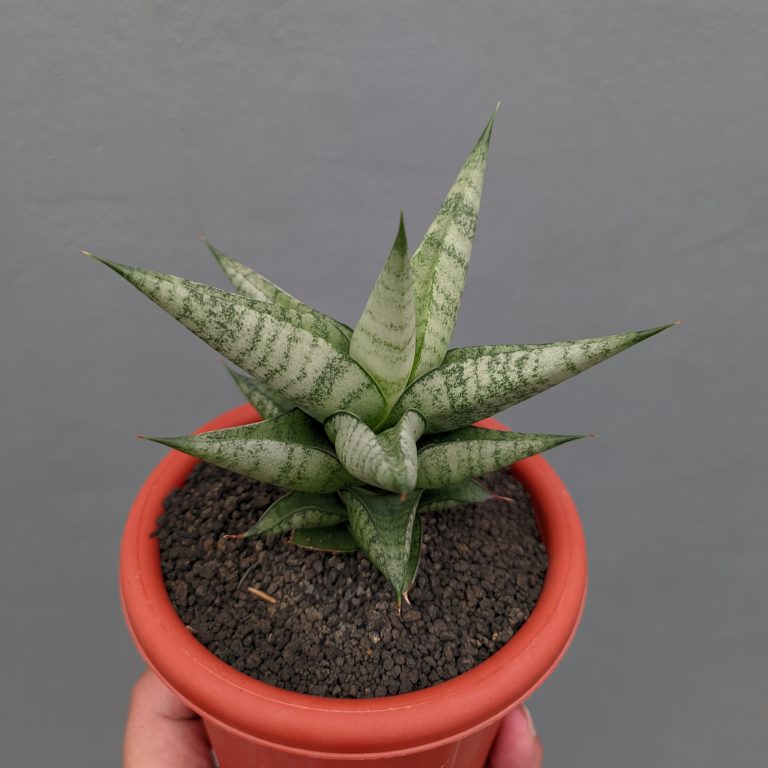 1352. Sansevieria Merlyn Greey