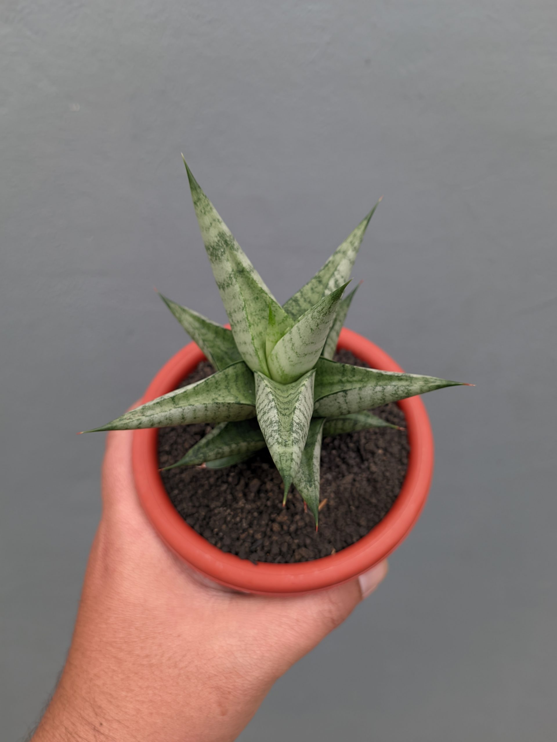1352. Sansevieria Merlyn Greey - Image 3