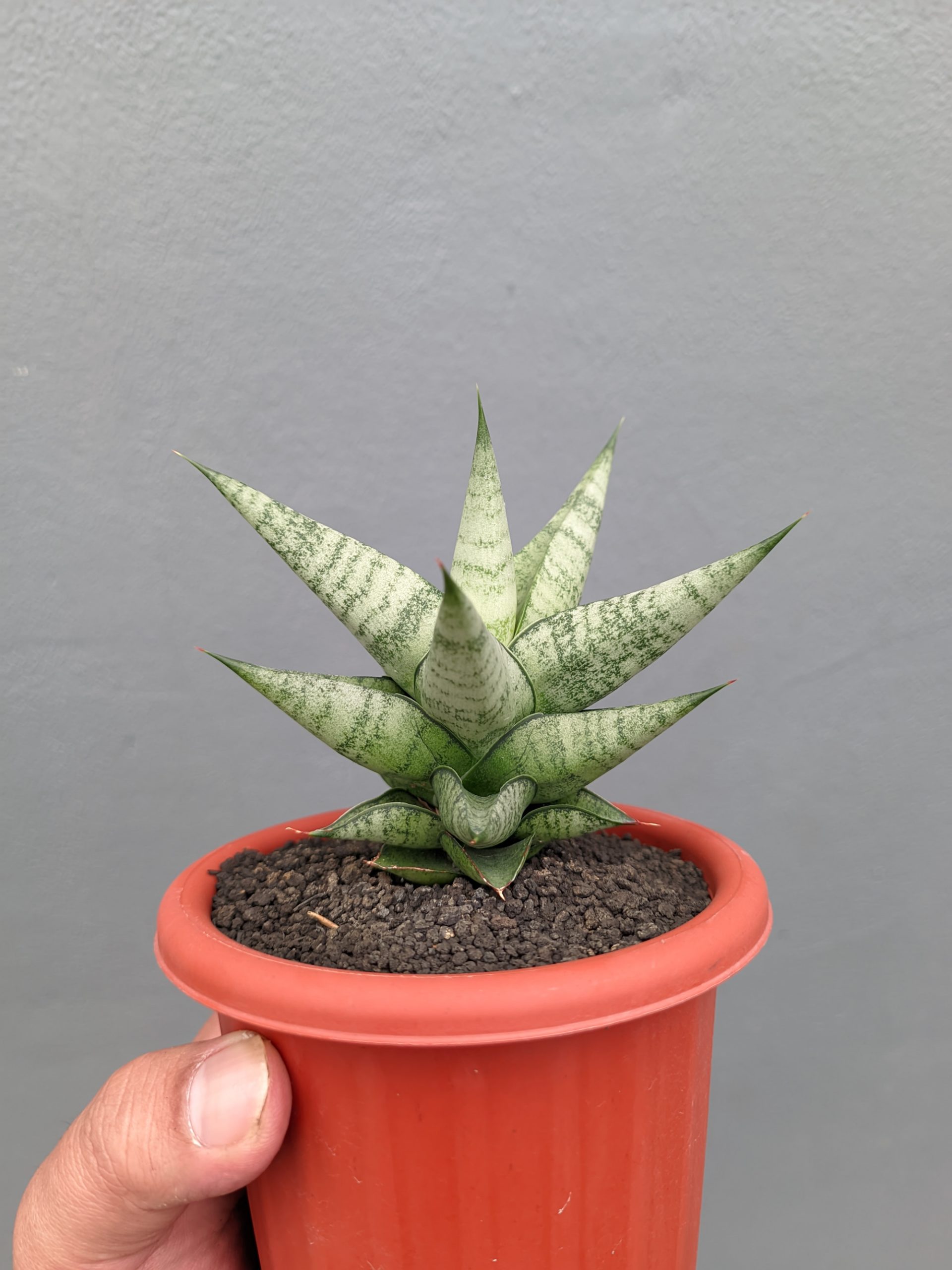 1352. Sansevieria Merlyn Greey - Image 4