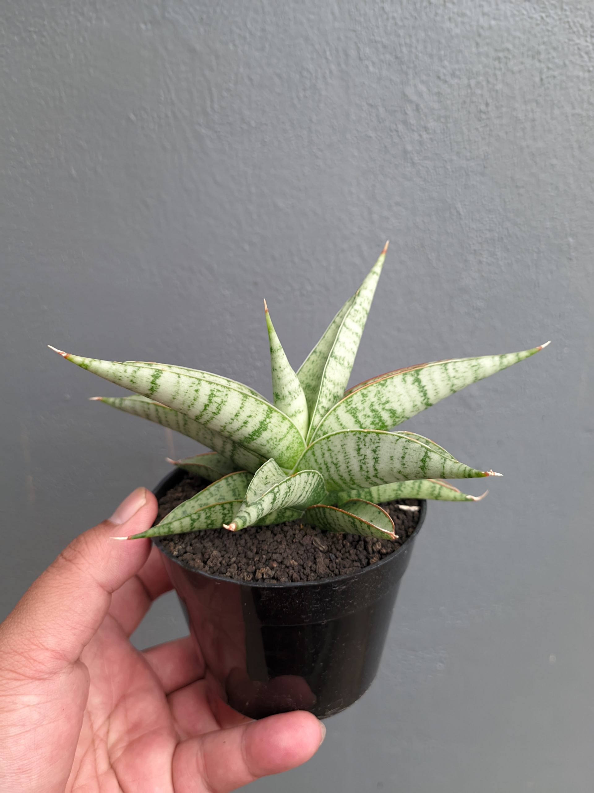 1354. Sansevieria Anjani x Blue Ice - Image 3