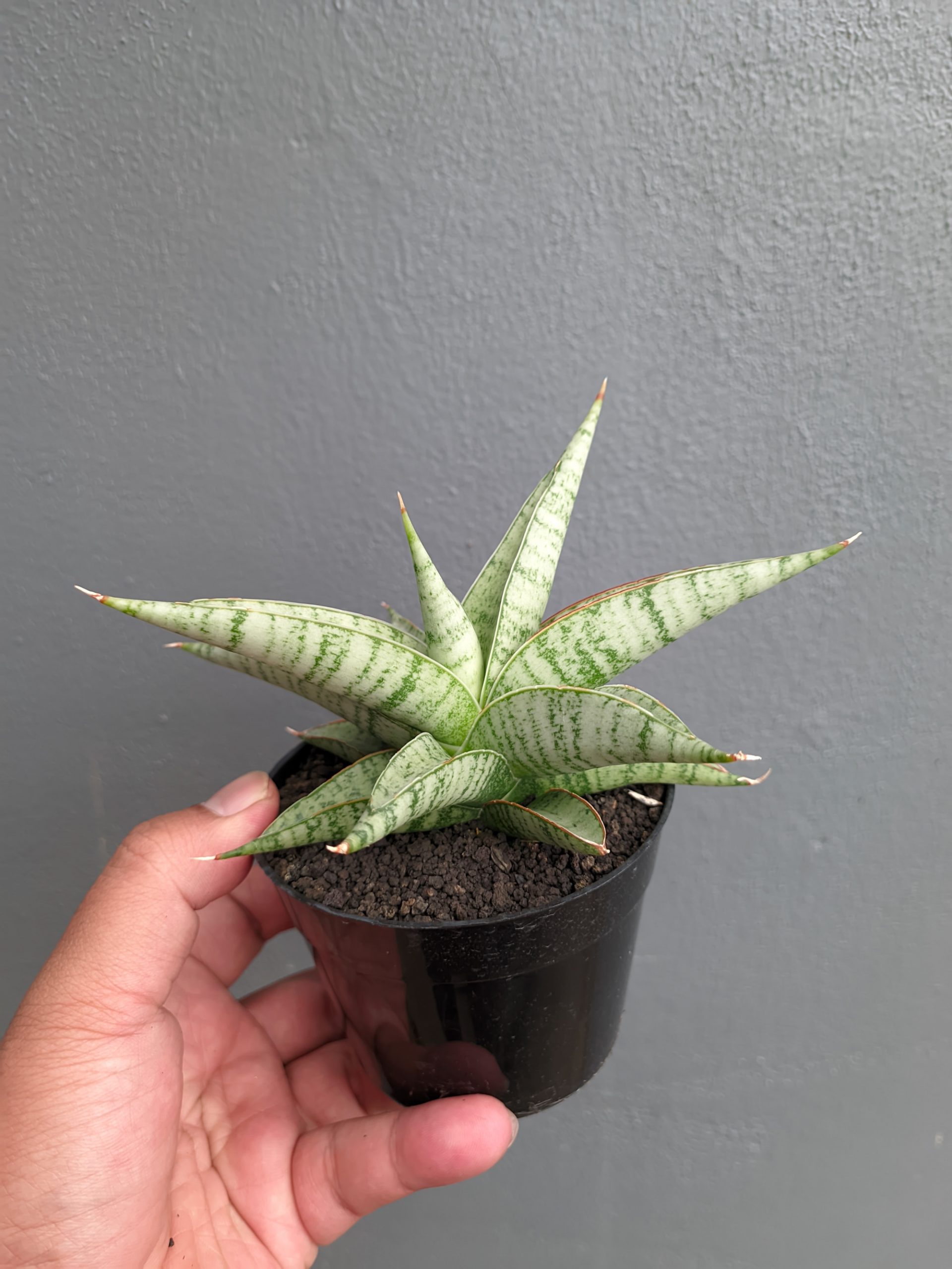 1354. Sansevieria Anjani x Blue Ice - Image 9