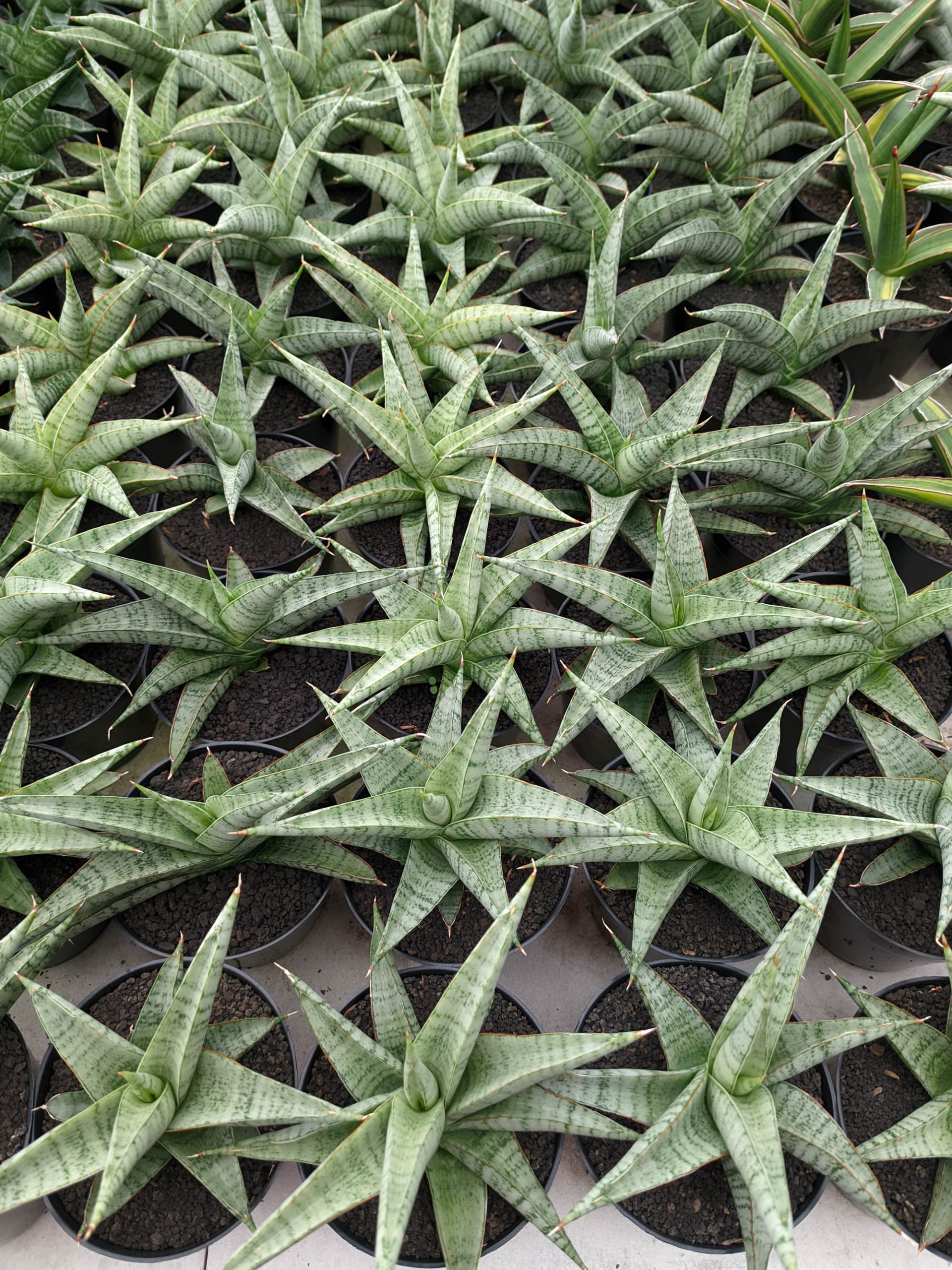 1354. Sansevieria Anjani x Blue Ice - Image 2