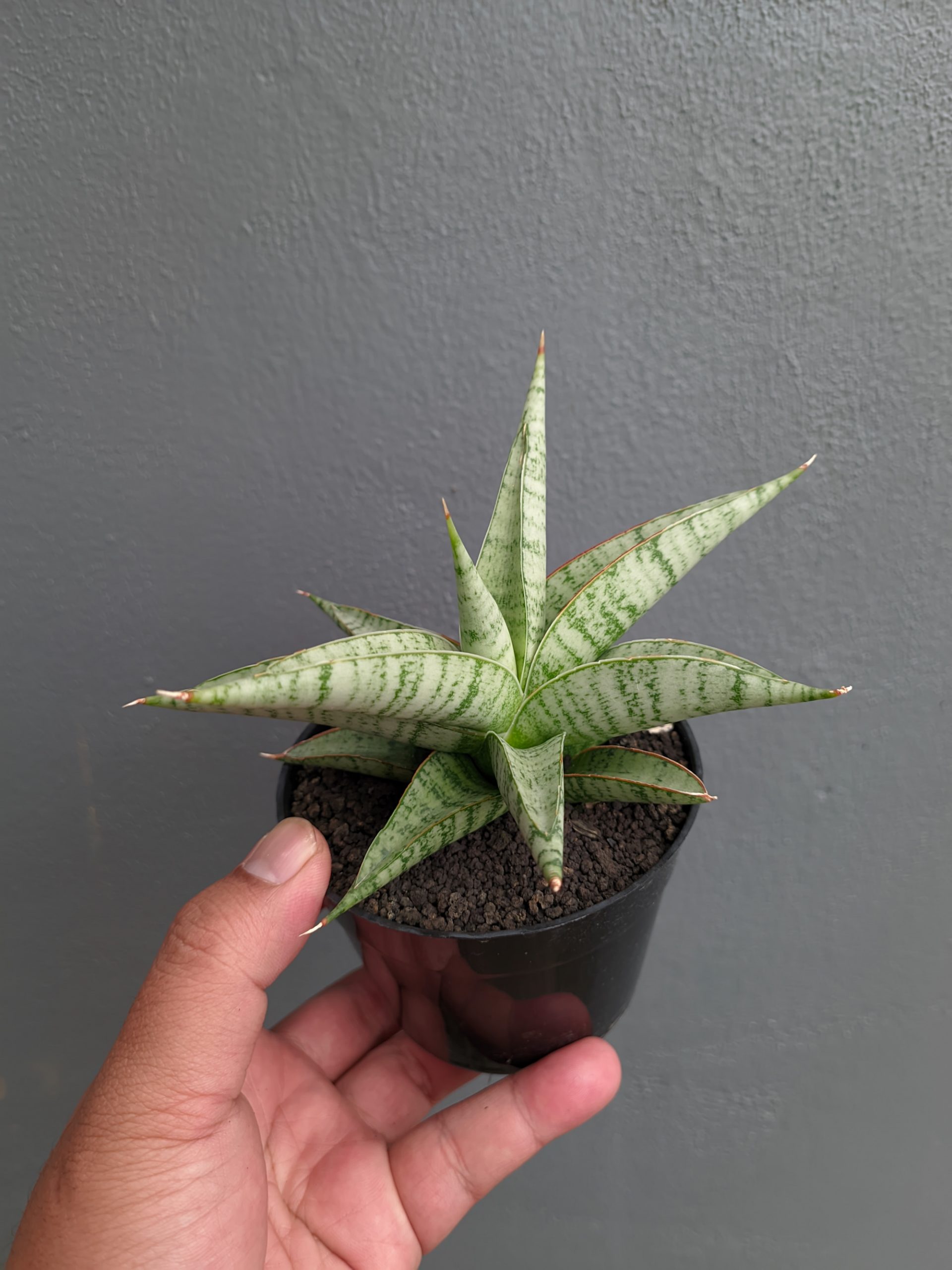 1354. Sansevieria Anjani x Blue Ice - Image 5