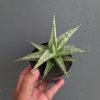 1354. Sansevieria Anjani x Blue Ice