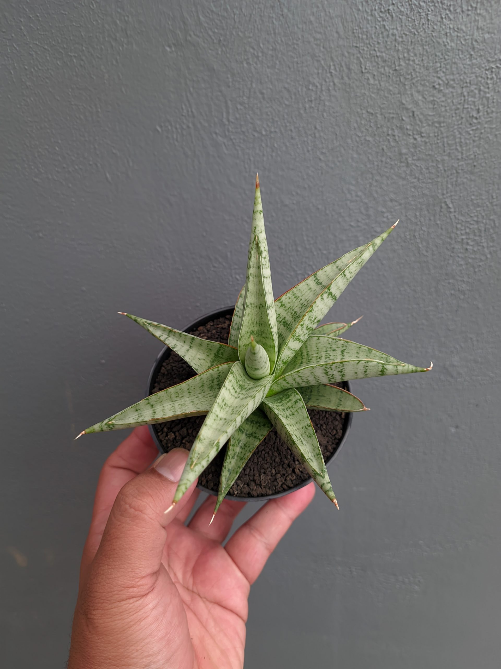 1354. Sansevieria Anjani x Blue Ice - Image 8