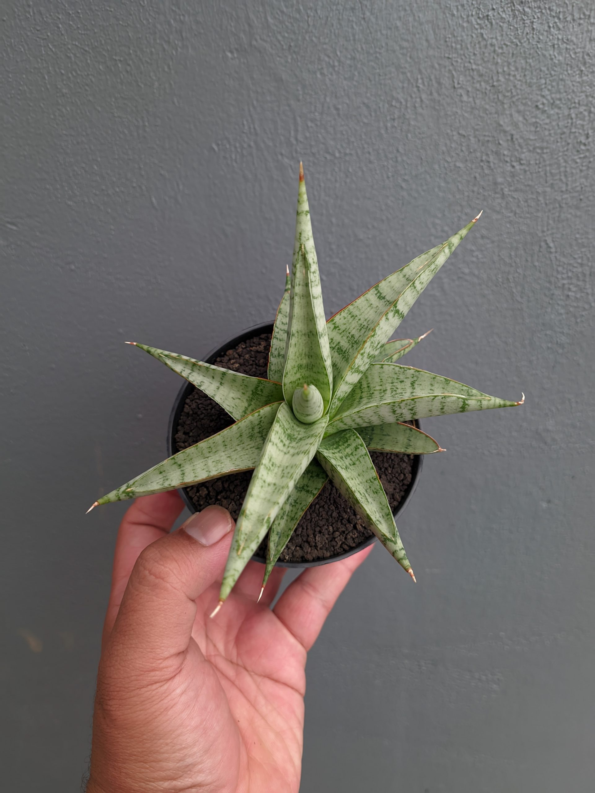 1354. Sansevieria Anjani x Blue Ice - Image 10