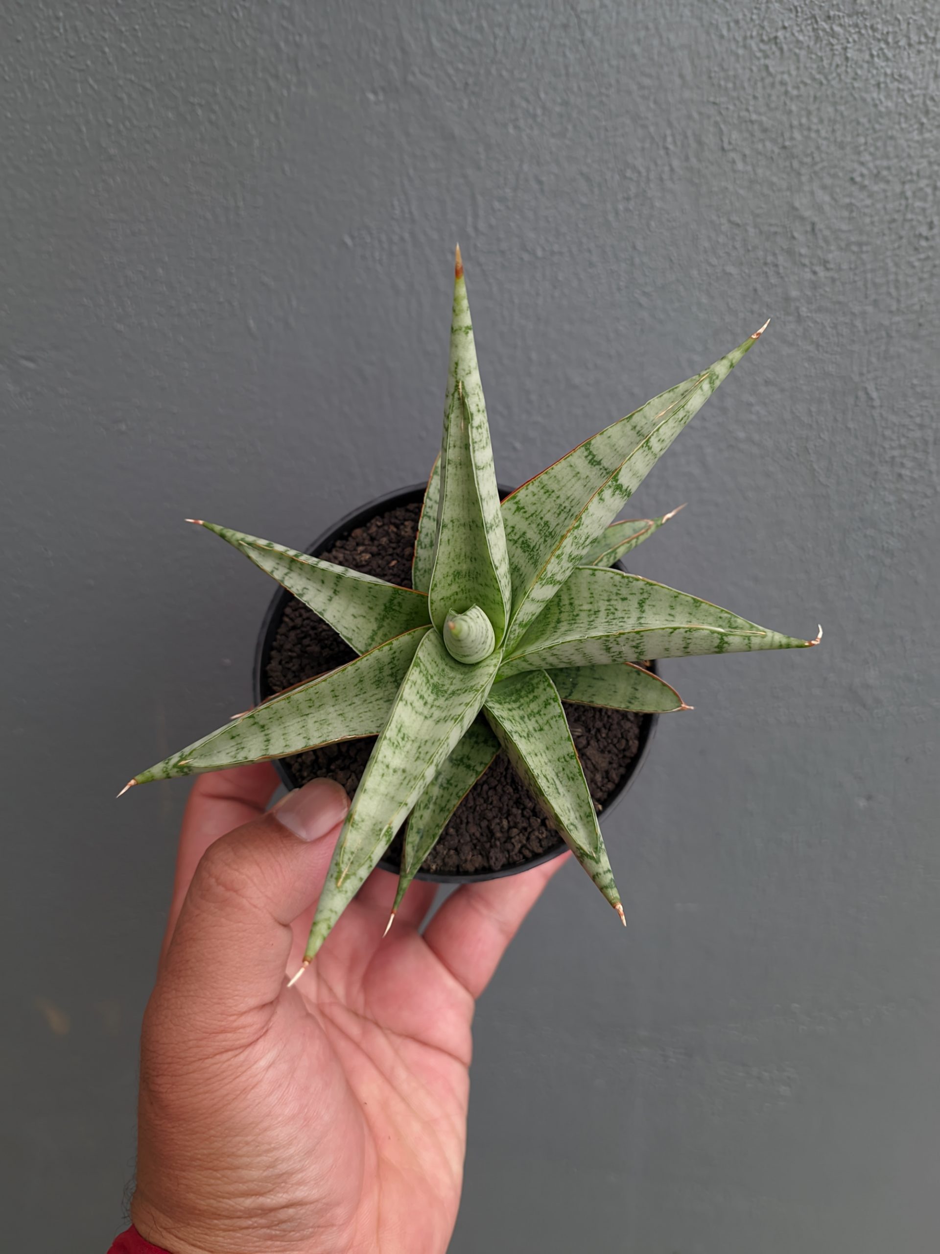 1354. Sansevieria Anjani x Blue Ice - Image 11