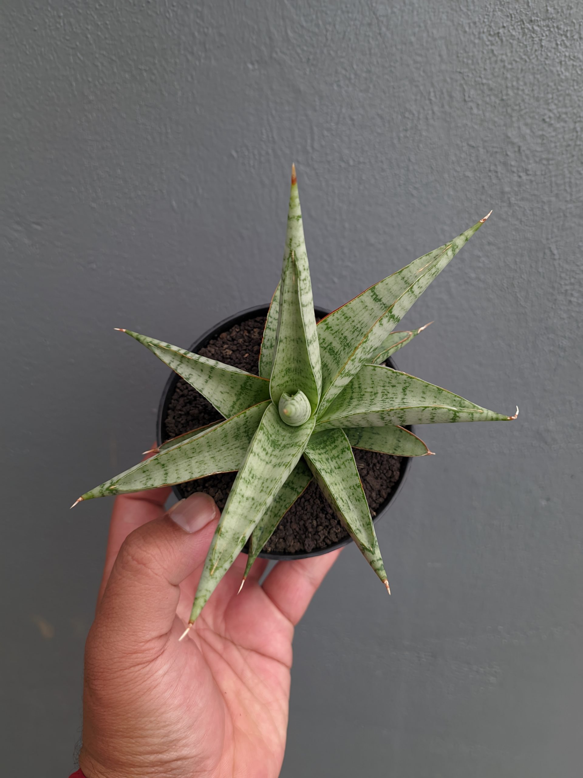 1354. Sansevieria Anjani x Blue Ice - Image 6