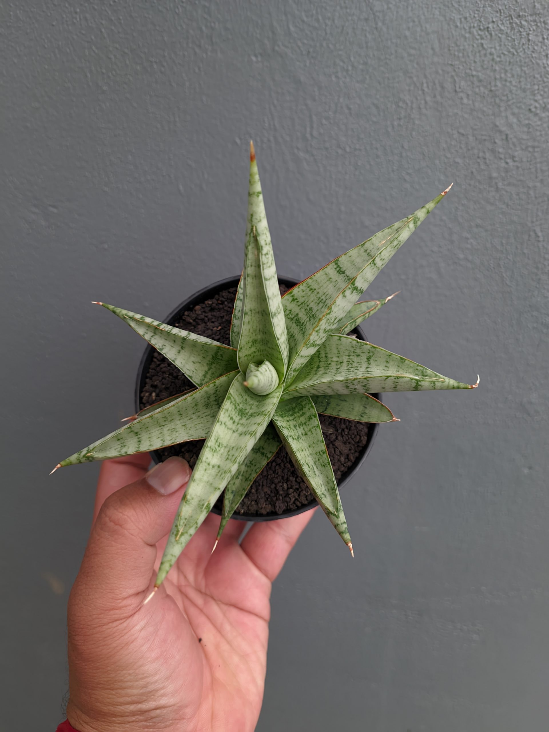 1354. Sansevieria Anjani x Blue Ice - Image 4