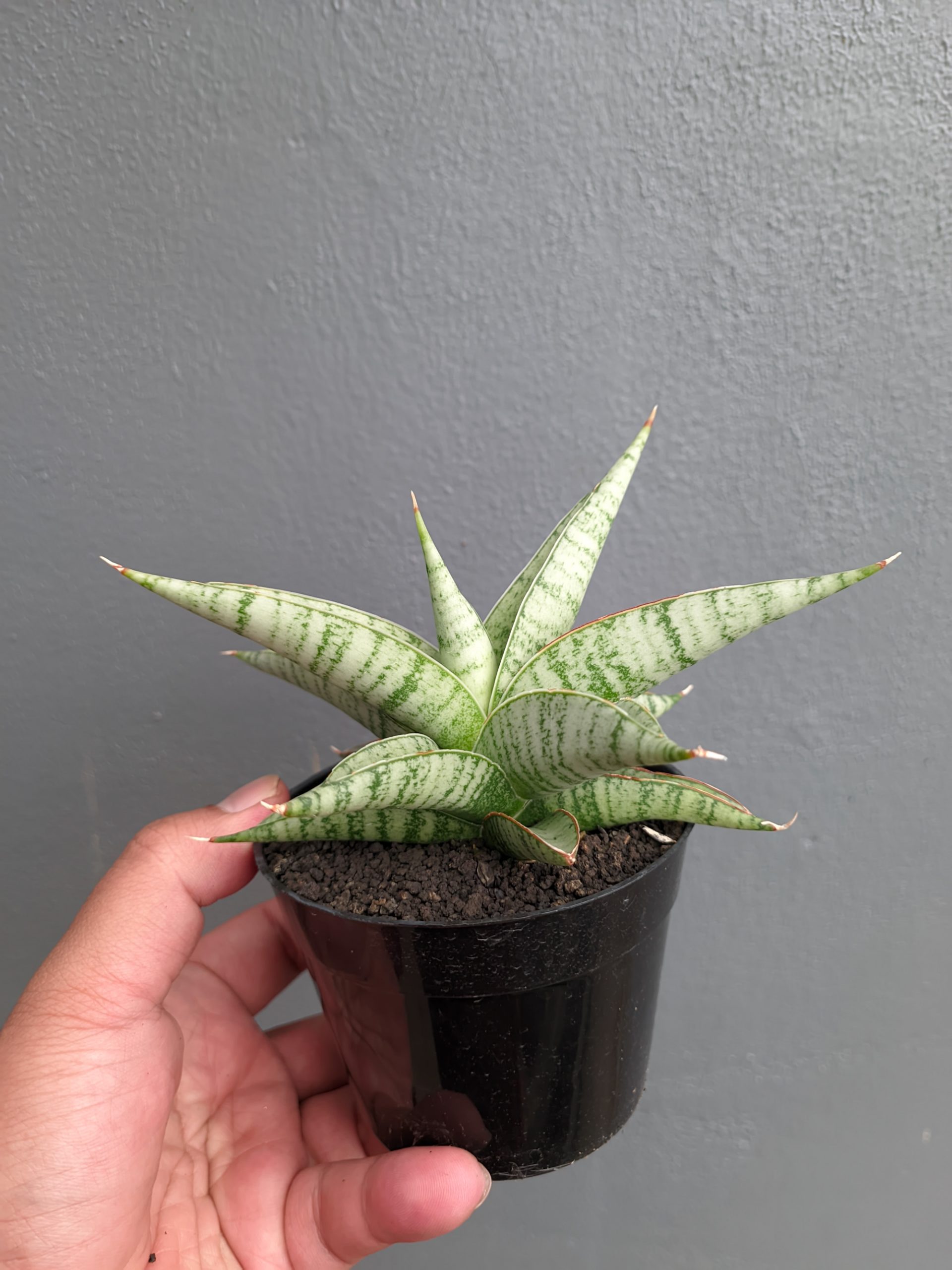 1354. Sansevieria Anjani x Blue Ice - Image 7