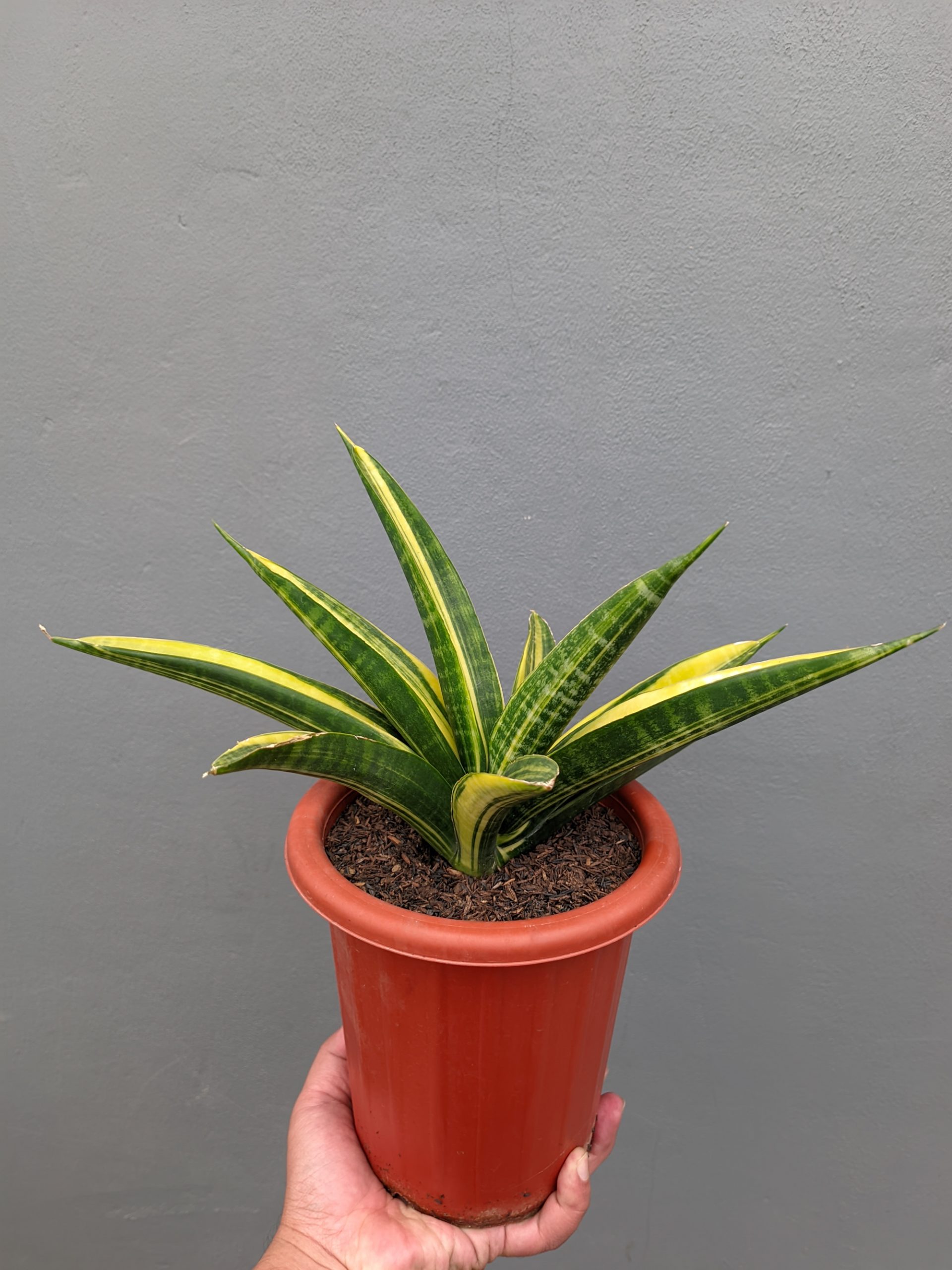1355. Sansevieria Marcopolo Variegated Size 25 Cm - Image 3