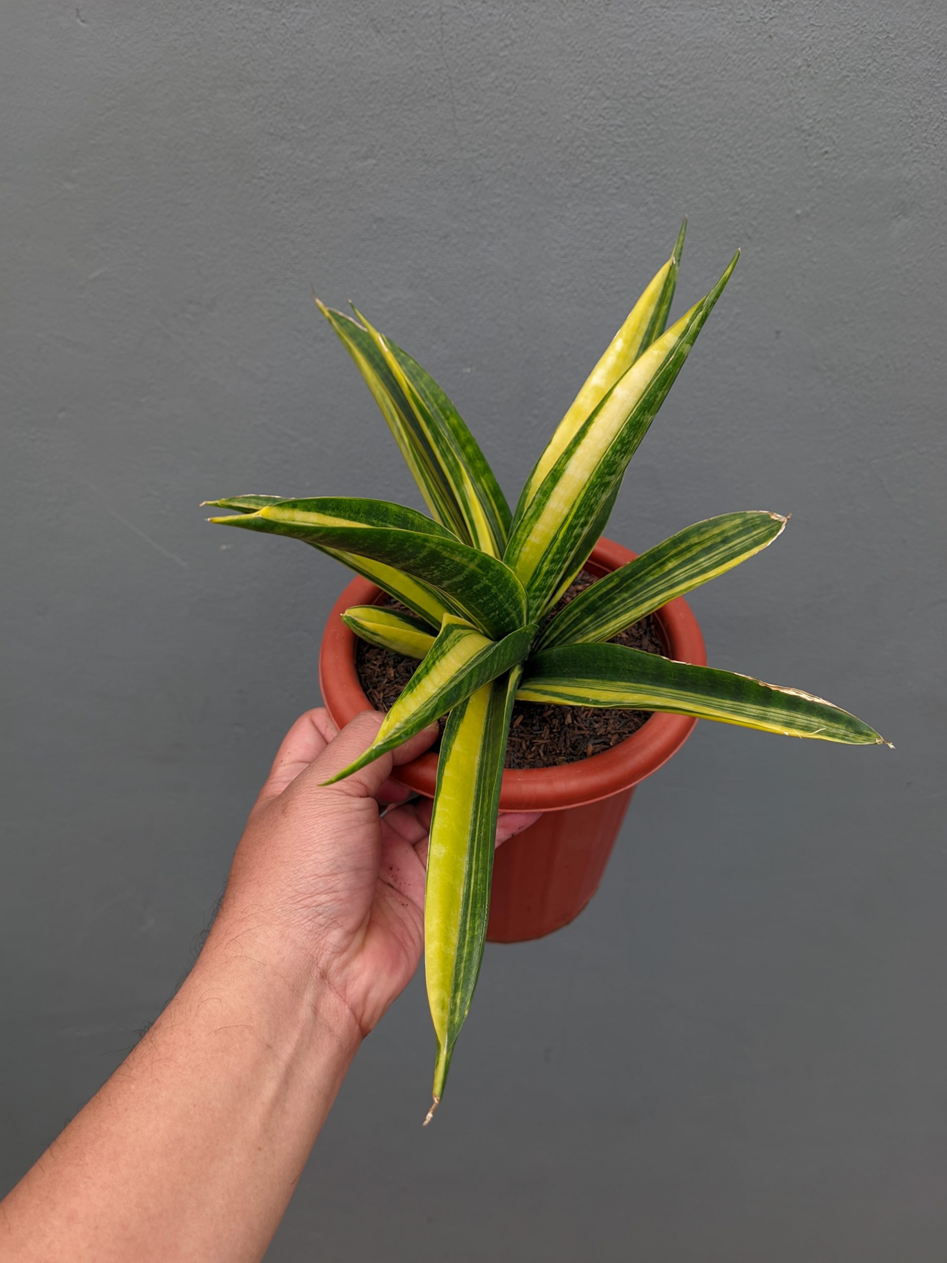 1355. Sansevieria Marcopolo Variegated Size 25 Cm - Image 4