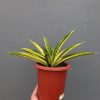 1355. Sansevieria Marcopolo Variegated Size 25 Cm