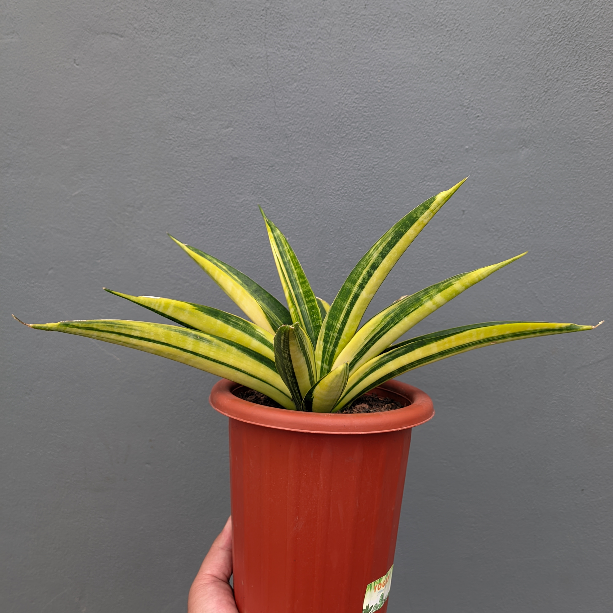 1355. Sansevieria Marcopolo Variegated Size 25 Cm