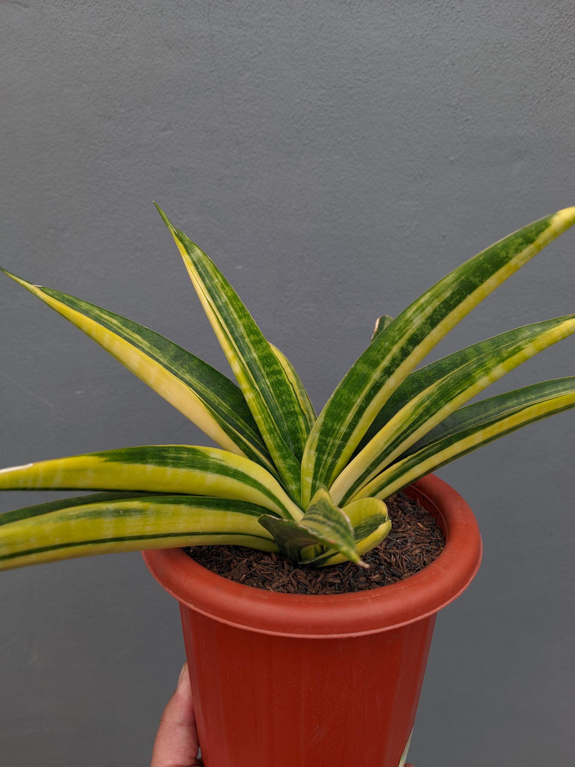 1355. Sansevieria Marcopolo Variegated Size 25 Cm - Image 5