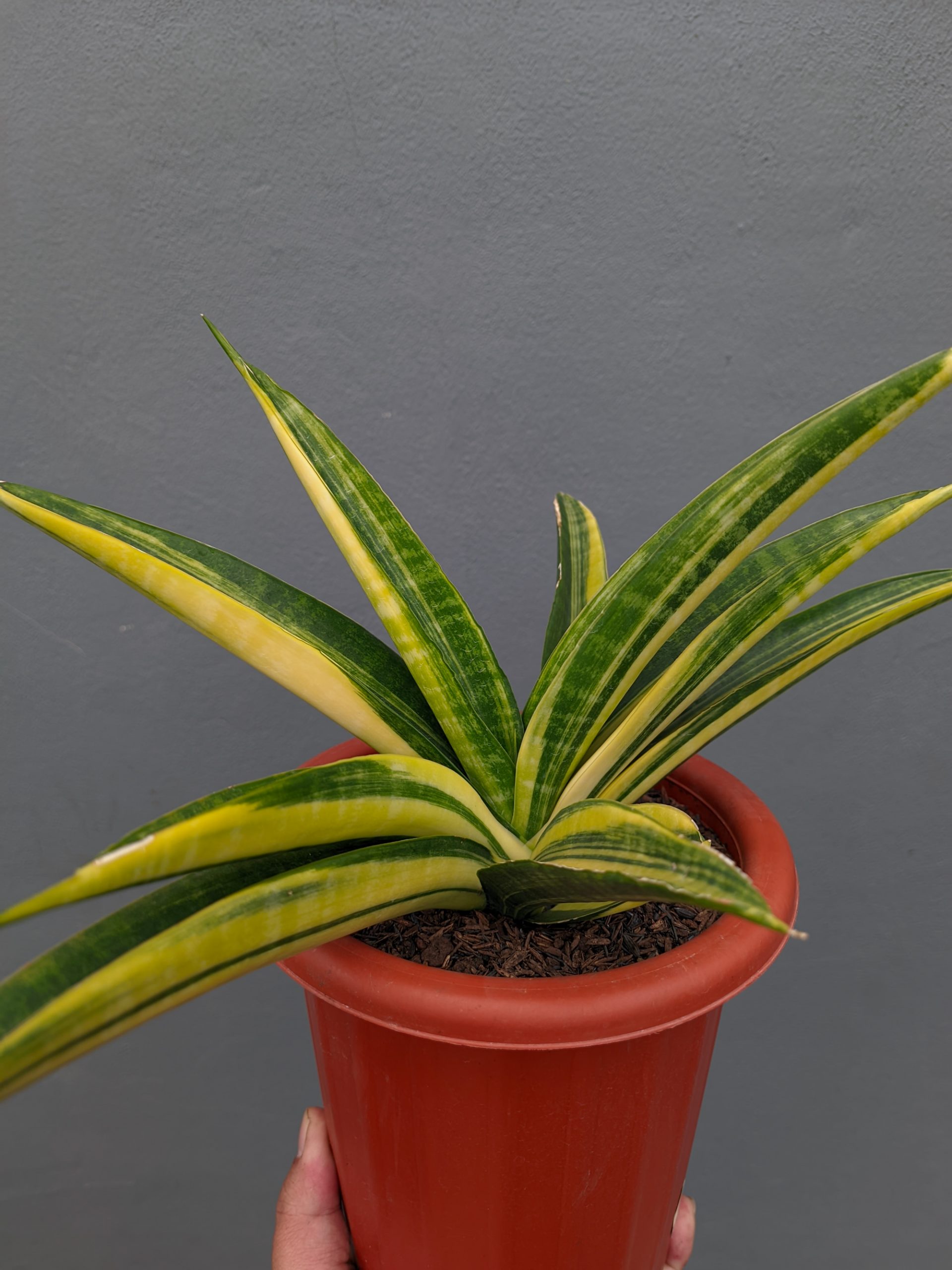 1355. Sansevieria Marcopolo Variegated Size 25 Cm - Image 6