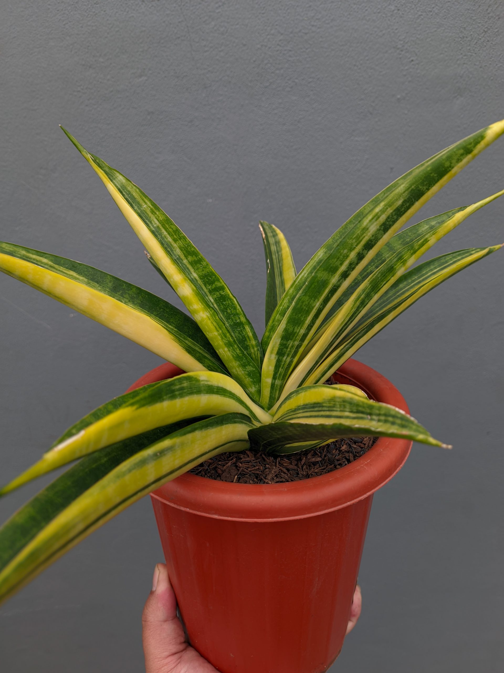 1355. Sansevieria Marcopolo Variegated Size 25 Cm - Image 7