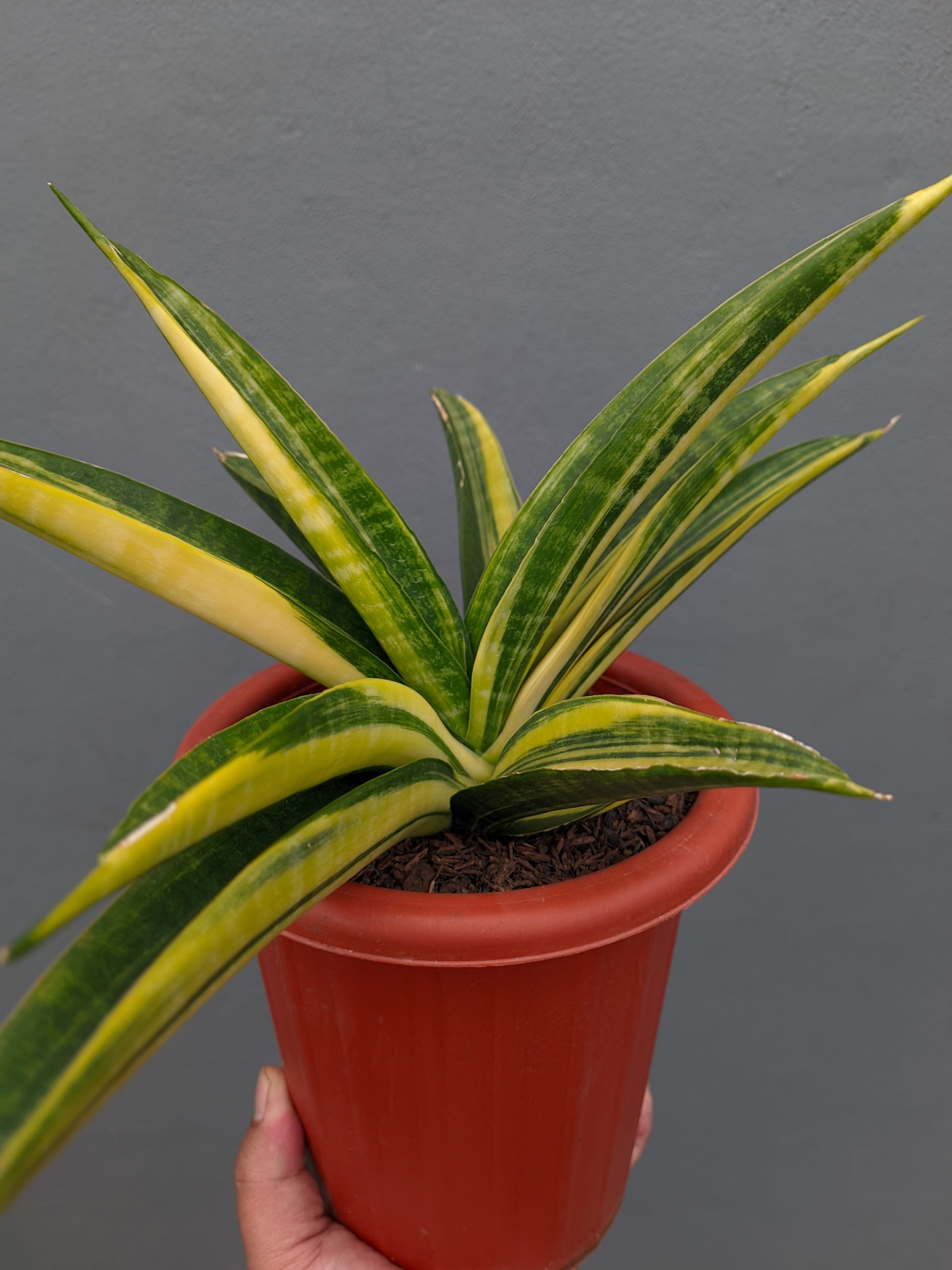 1355. Sansevieria Marcopolo Variegated Size 25 Cm - Image 8