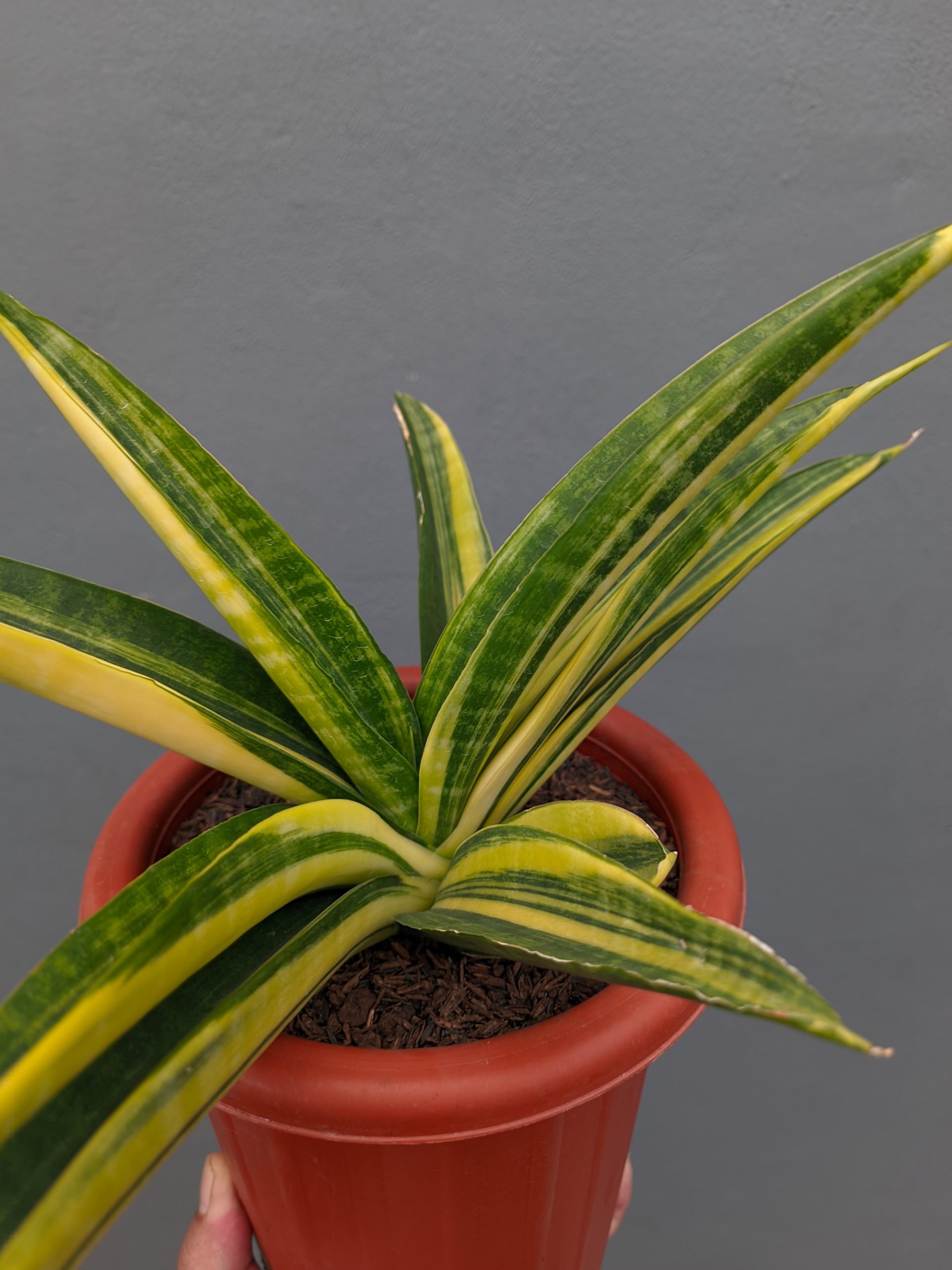 1355. Sansevieria Marcopolo Variegated Size 25 Cm - Image 9